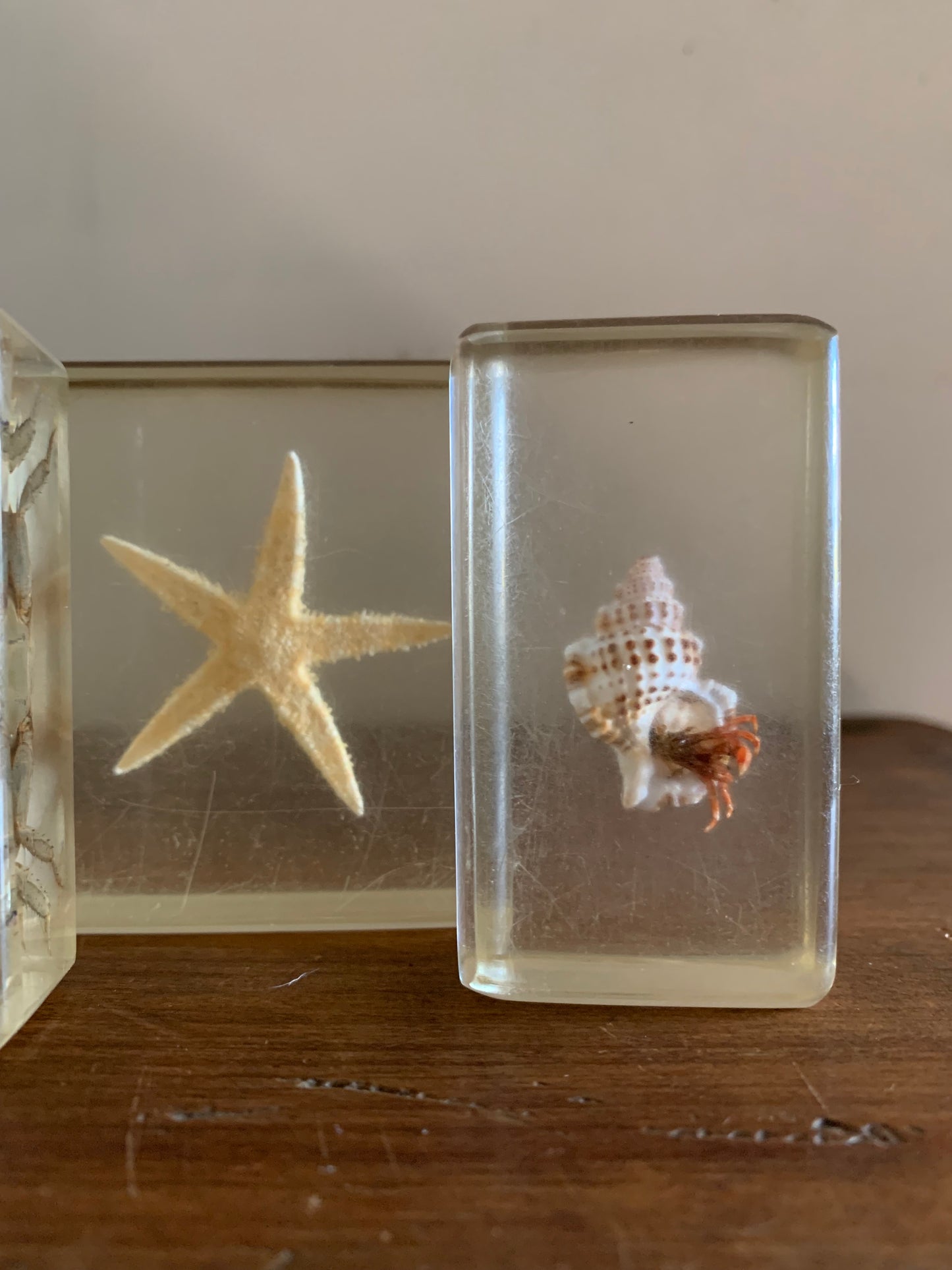 Vintage taxidermy sea specimen in acrylic block