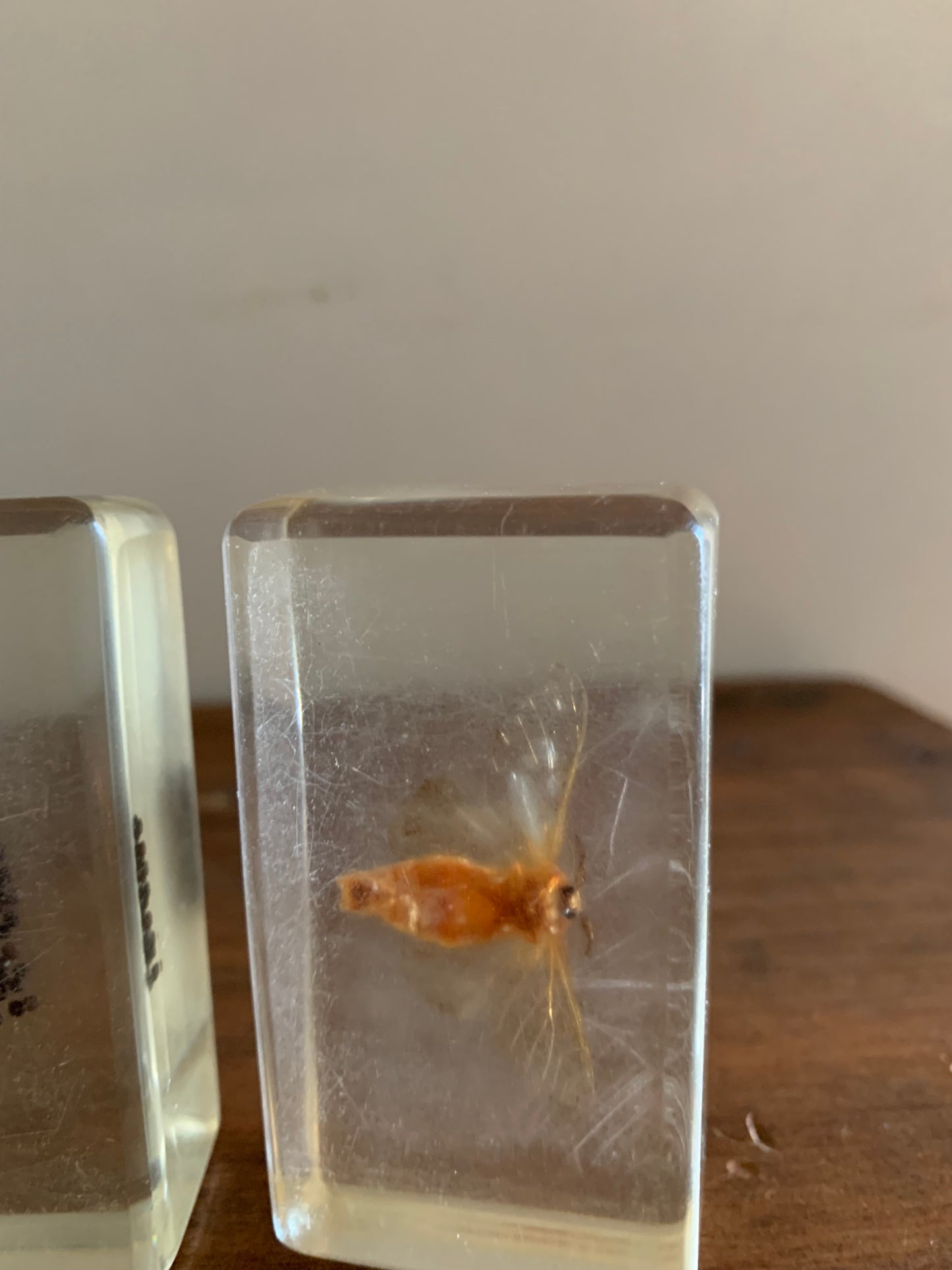 Vintage taxidermy specimen in acrylic block