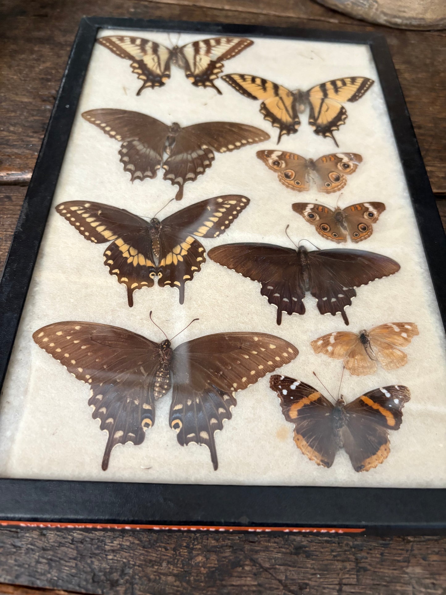 Vintage taxidermy butterfly collection