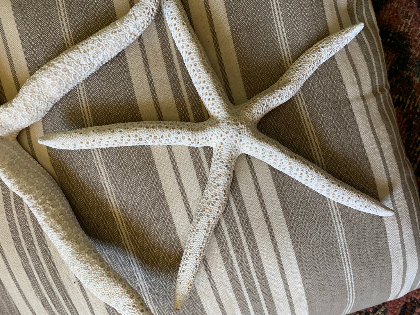 Vintage real starfish