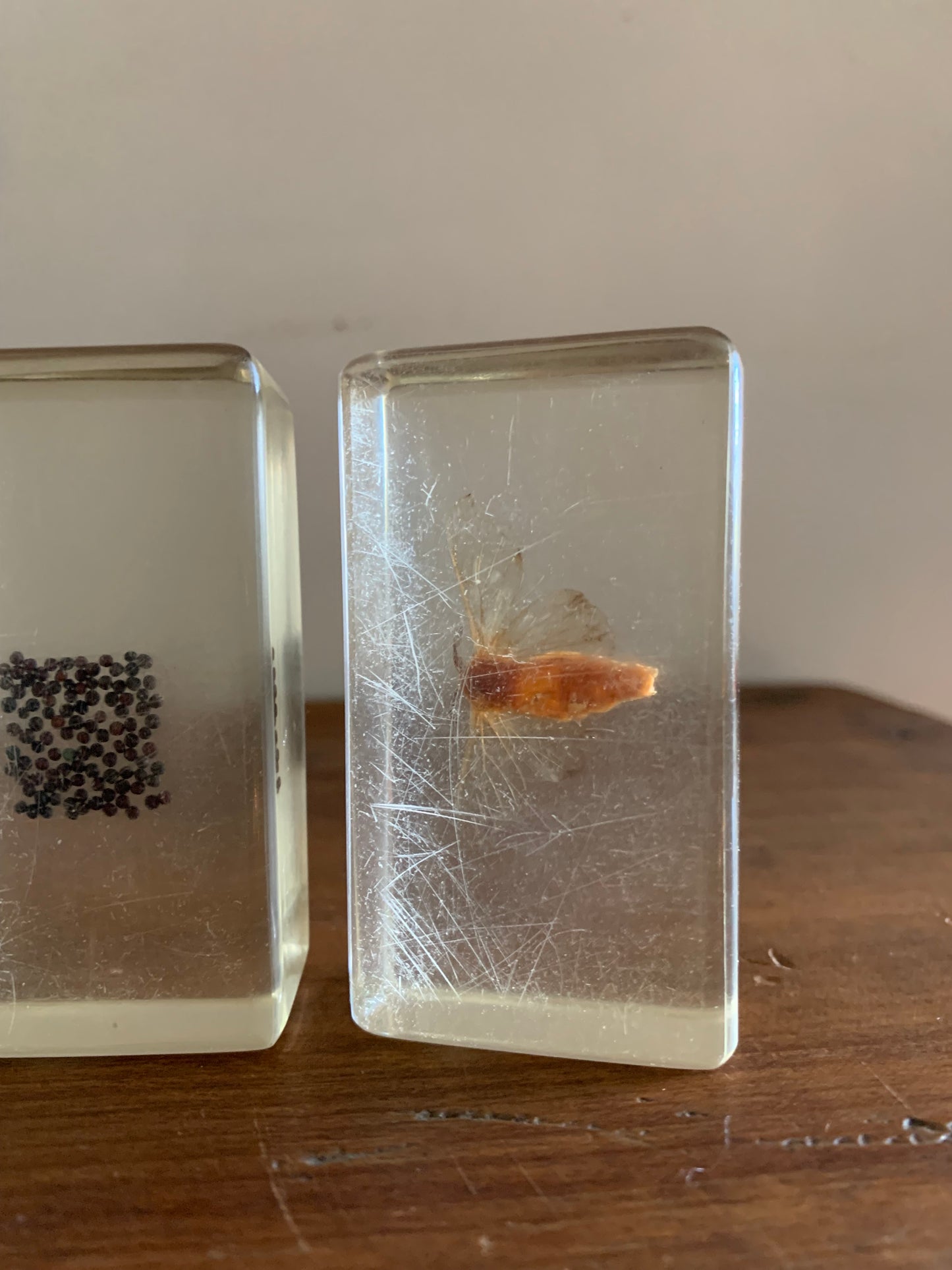 Vintage taxidermy specimen in acrylic block
