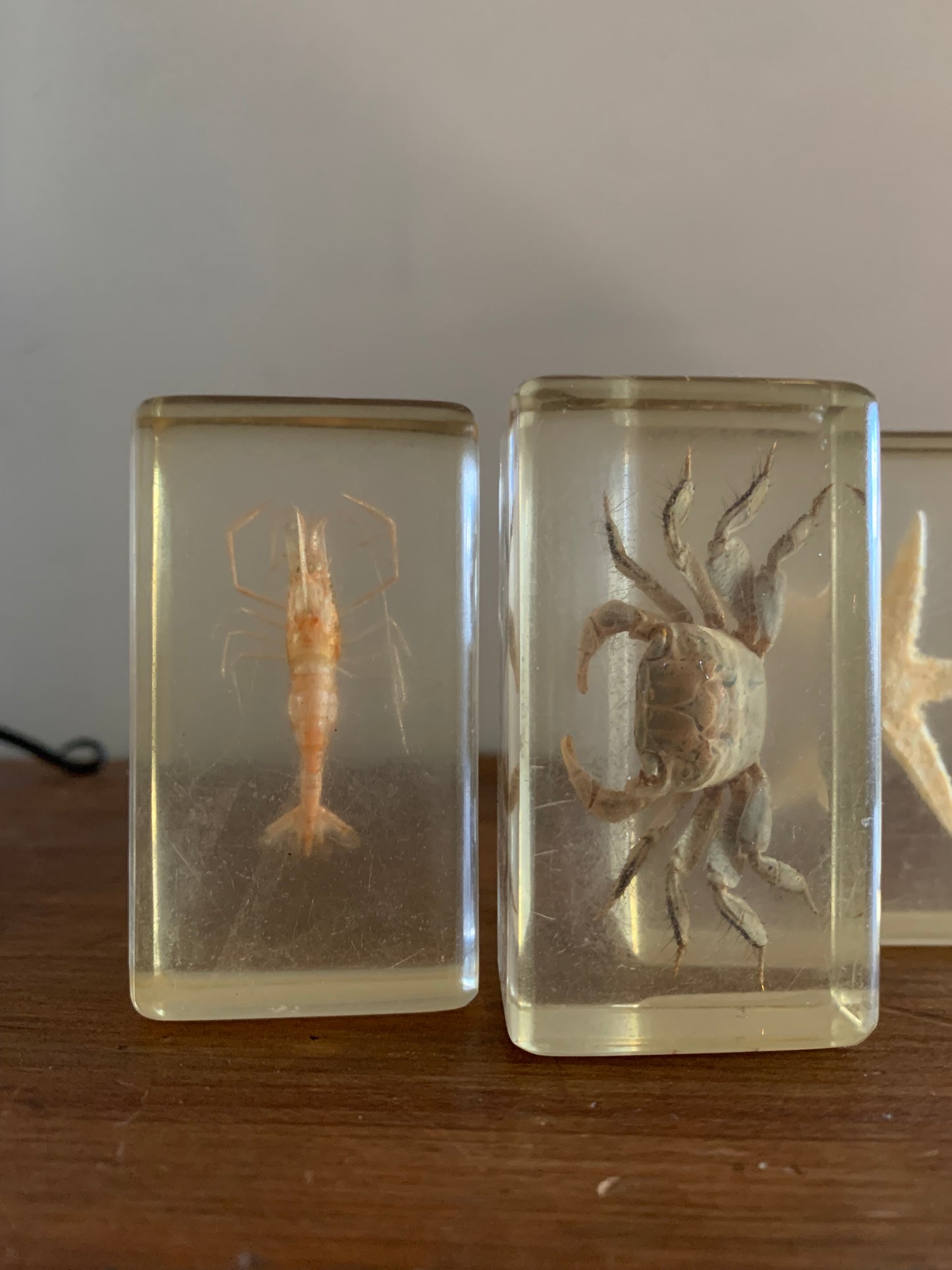 Vintage taxidermy sea specimen in acrylic block