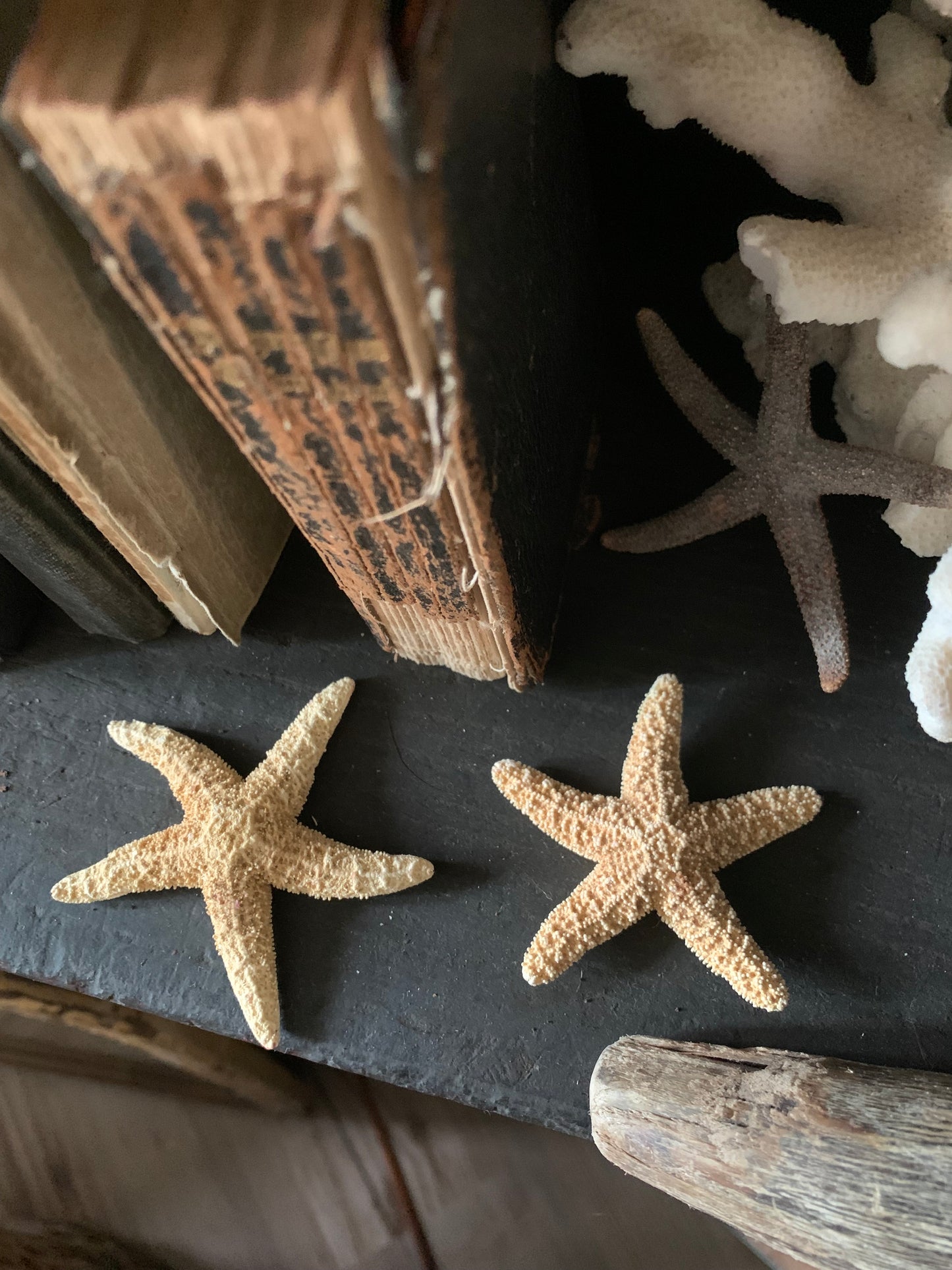Small starfish set of 2