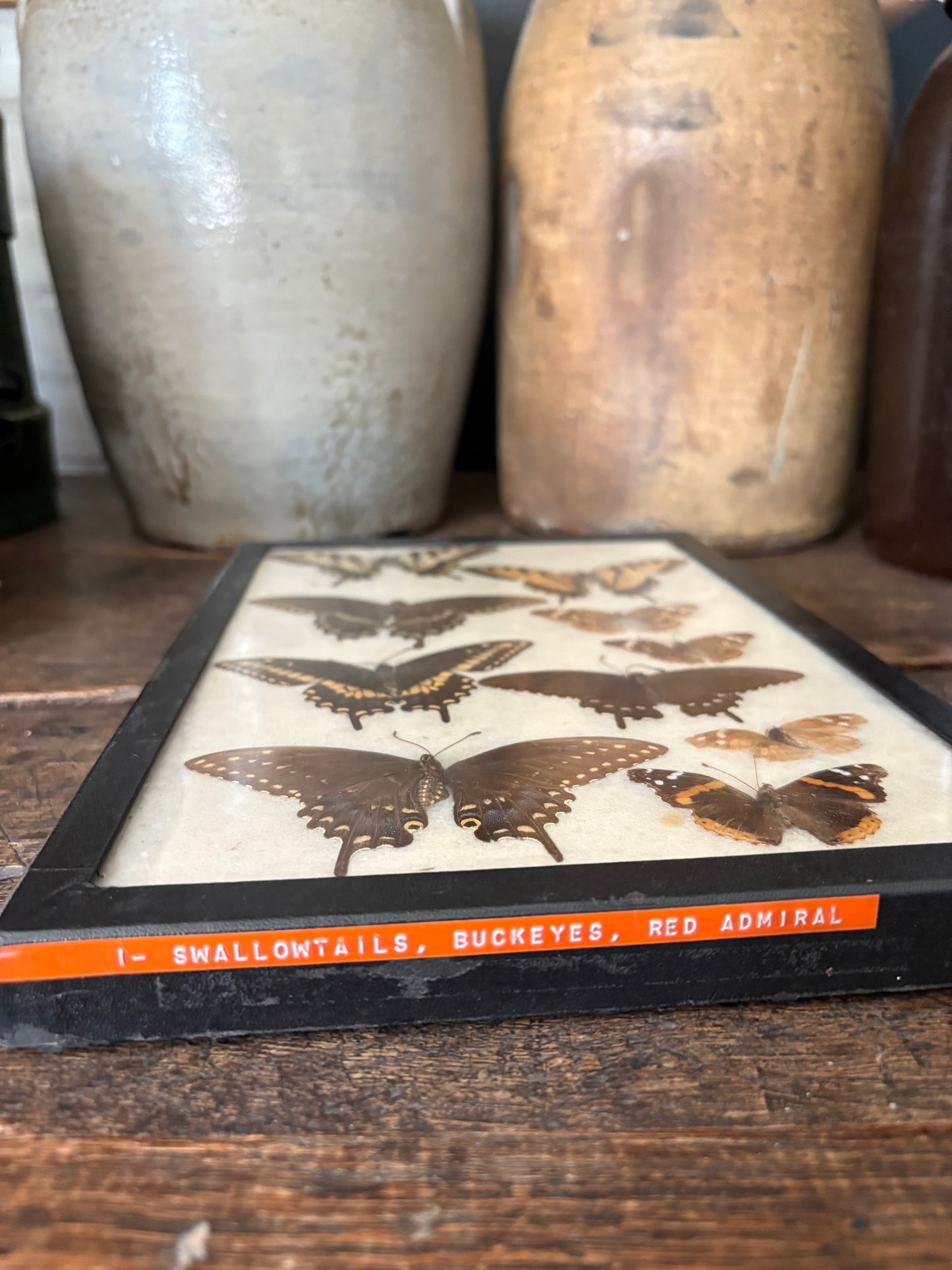 Vintage taxidermy butterfly collection