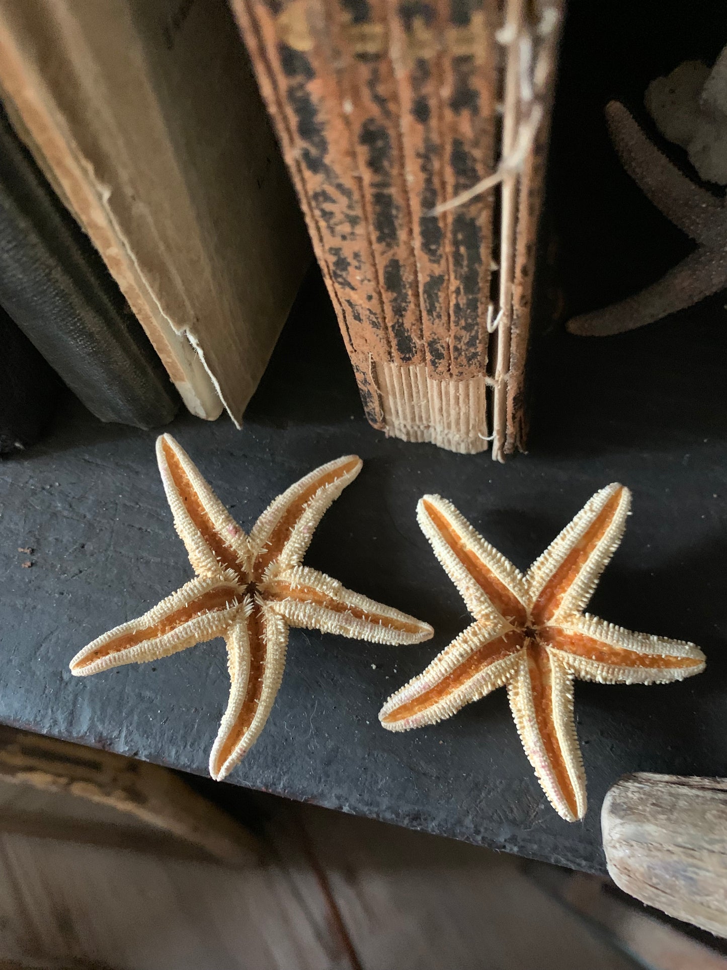 Small starfish set of 2