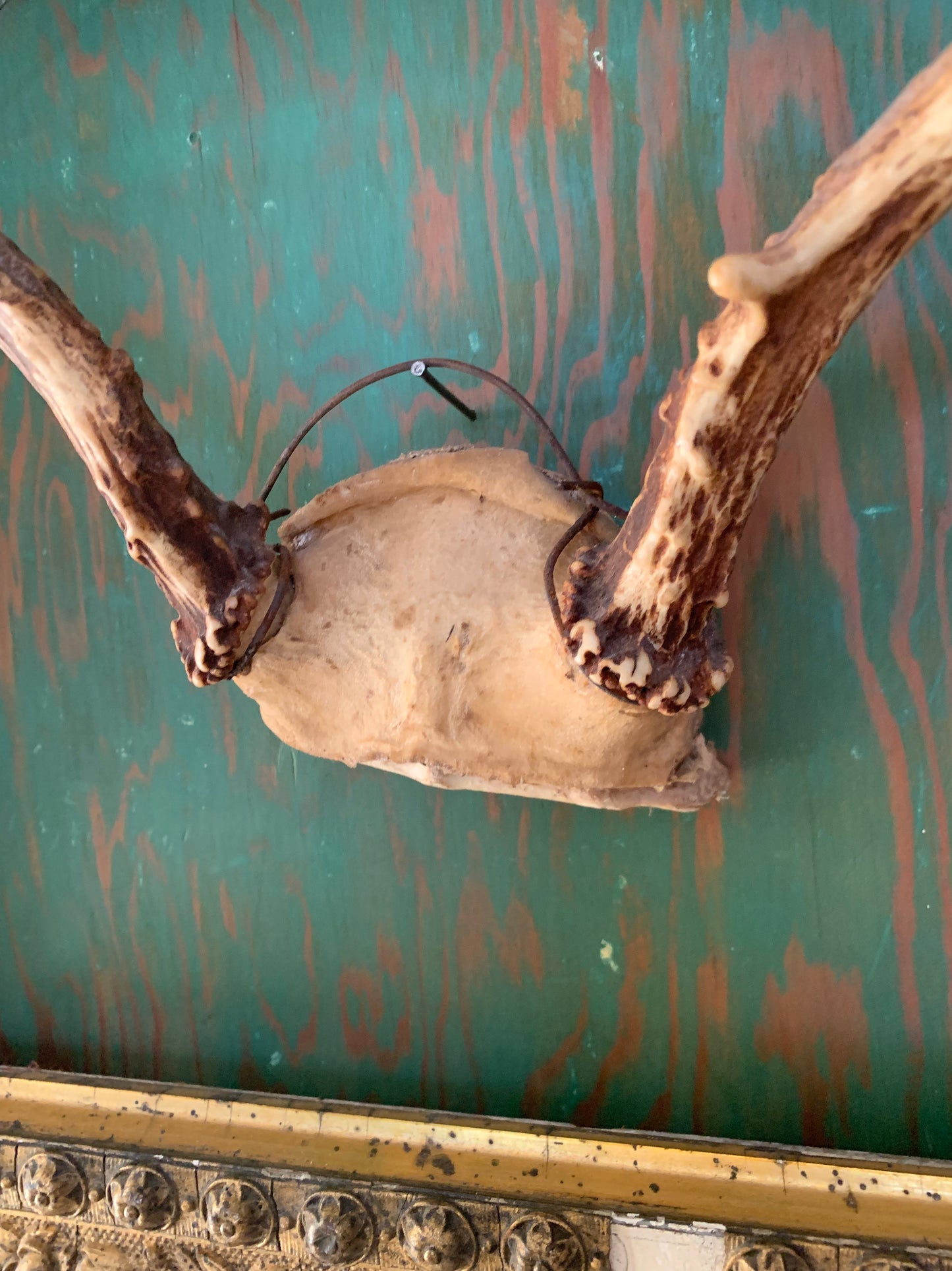 Vintage taxidermy antlers