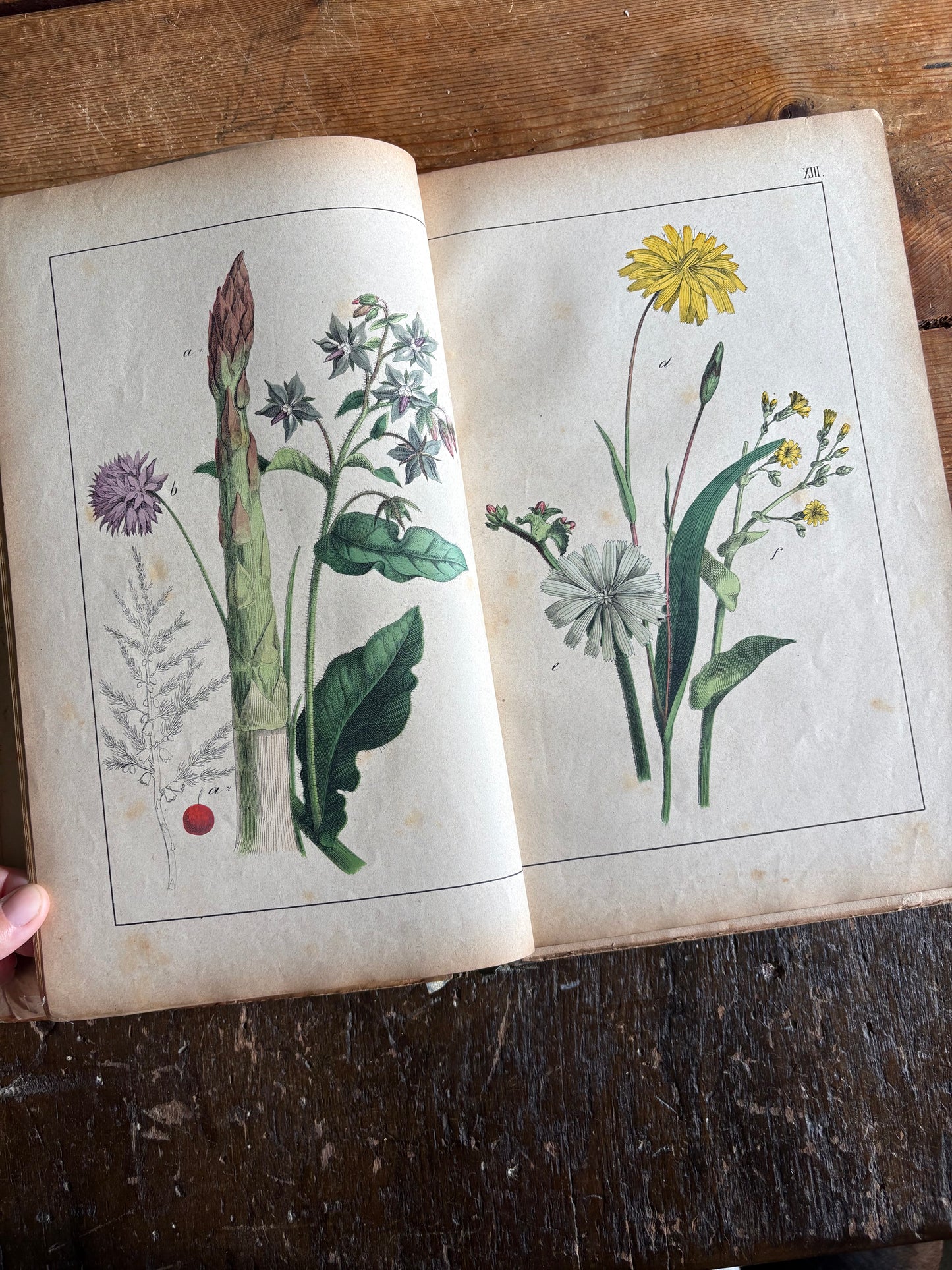 Rare Antique French botanical illustration book with 30 prints