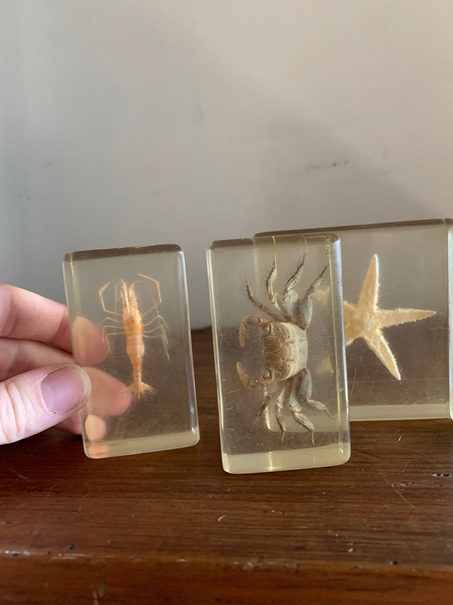 Vintage taxidermy sea specimen in acrylic block