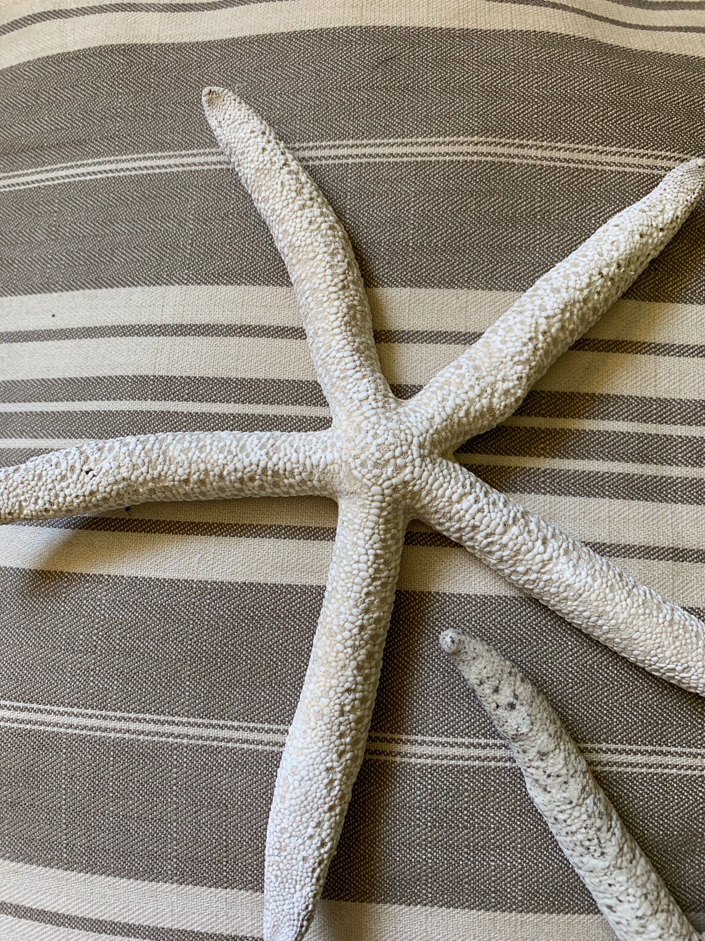 Vintage real starfish