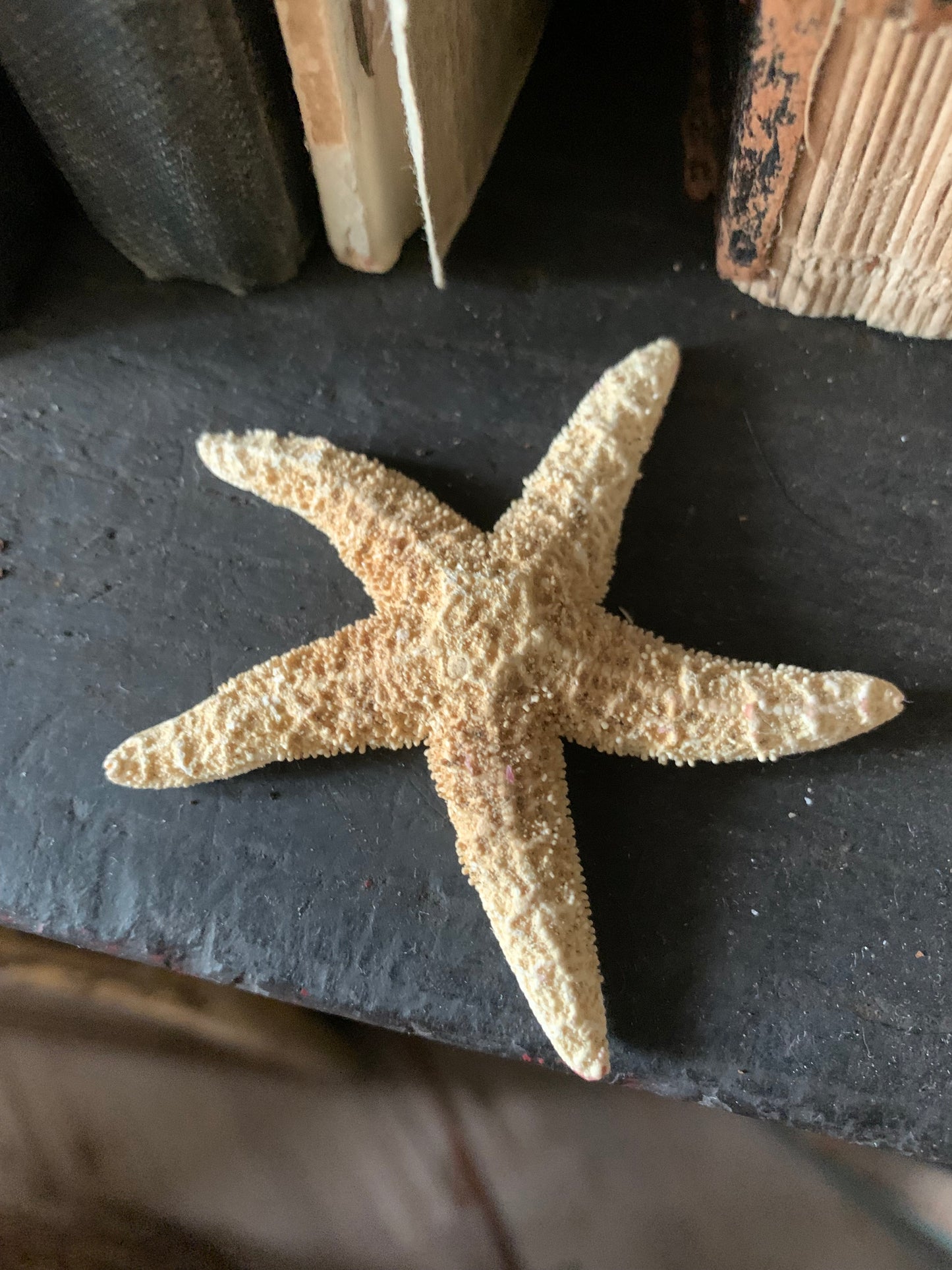 Small starfish set of 2