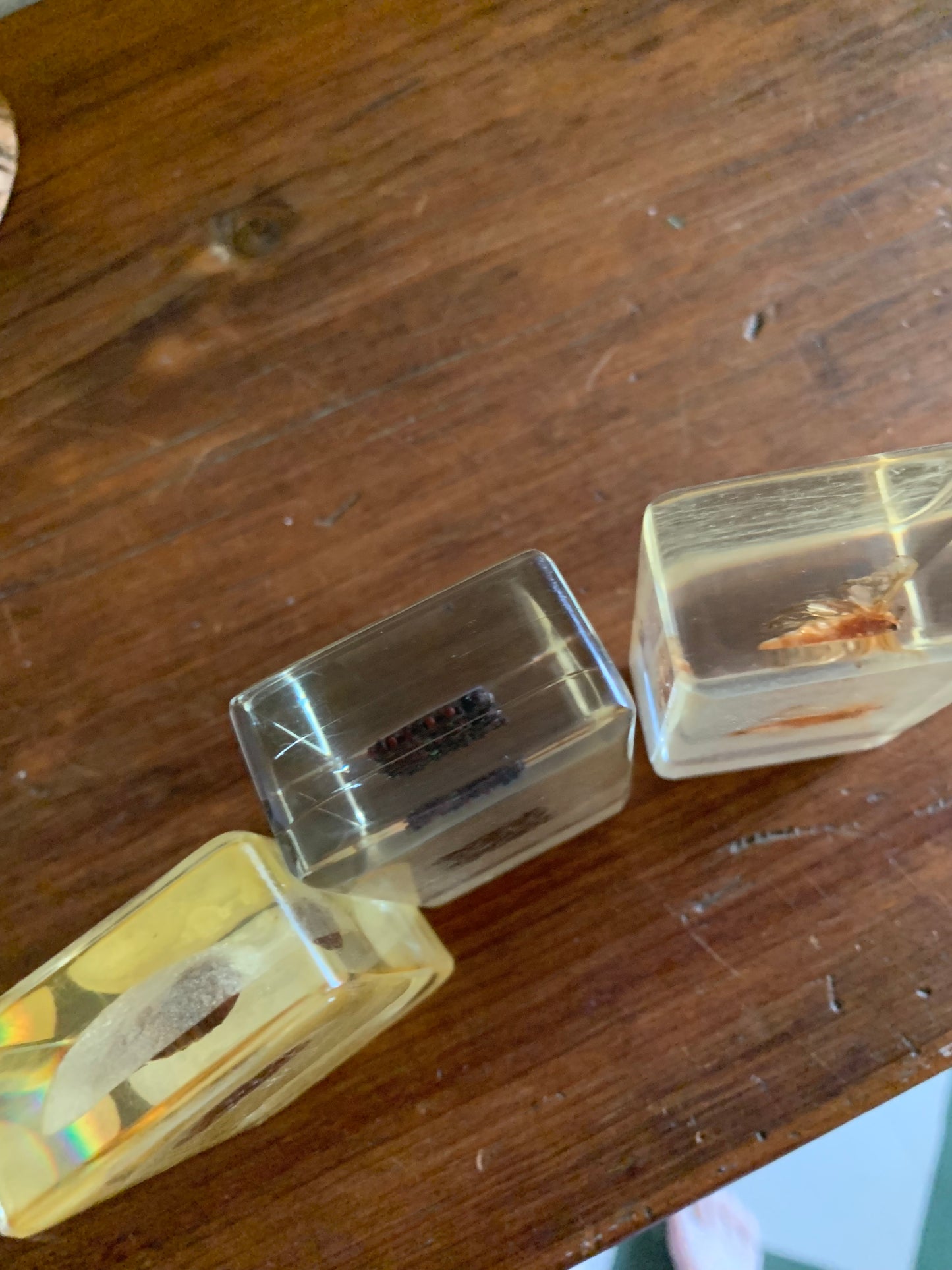 Vintage taxidermy specimen in acrylic block