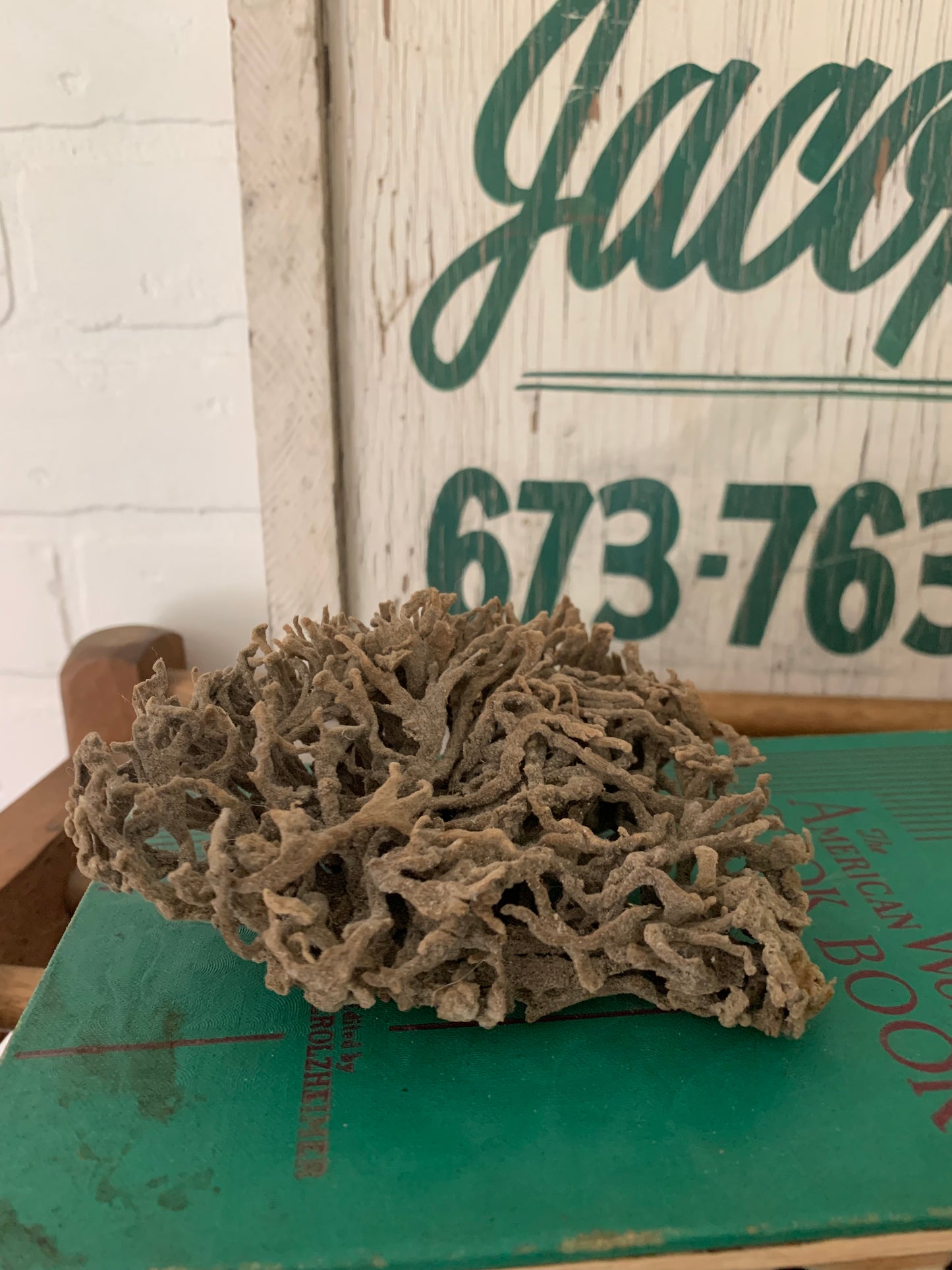 Natural sea sponge