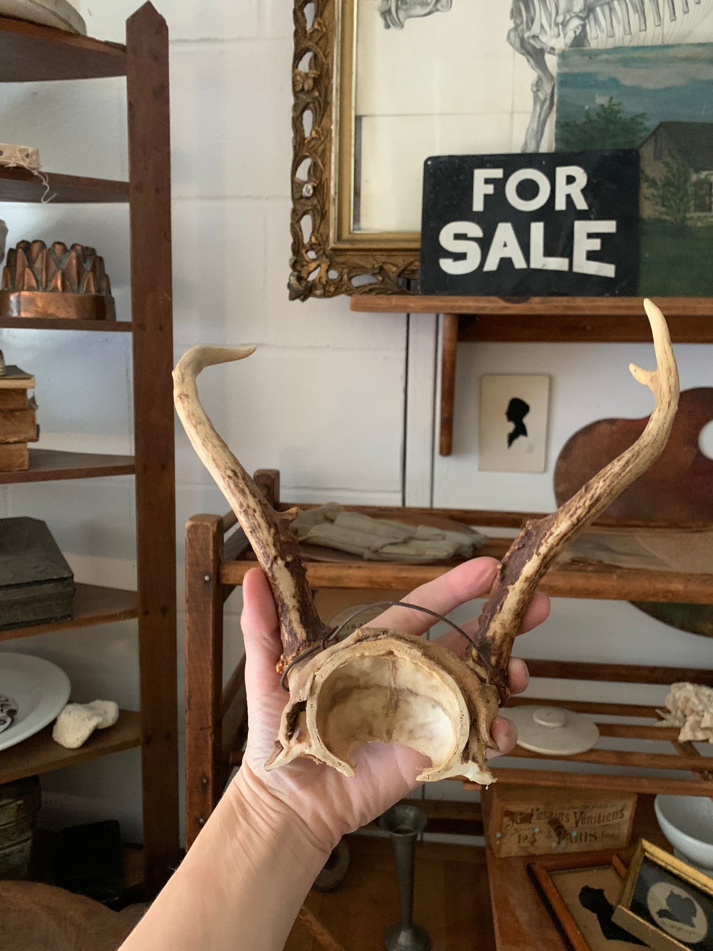 Vintage taxidermy antlers