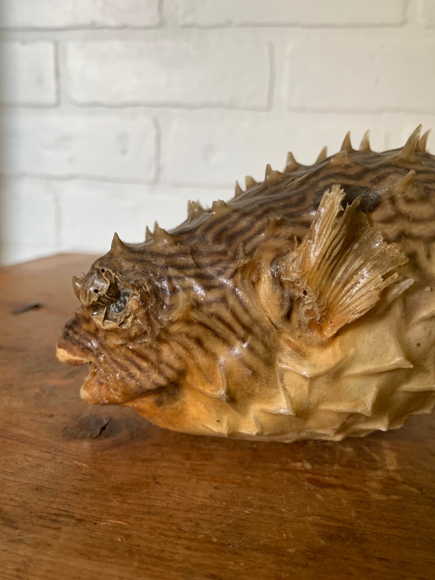 Vintage taxidermy fish