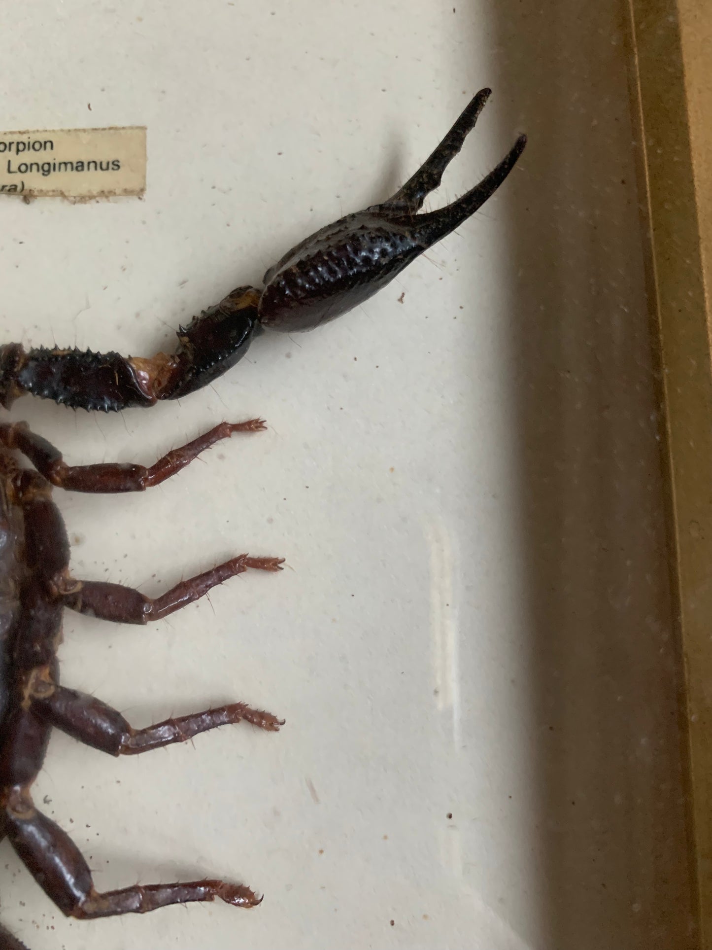 Vintage scorpion taxidermy