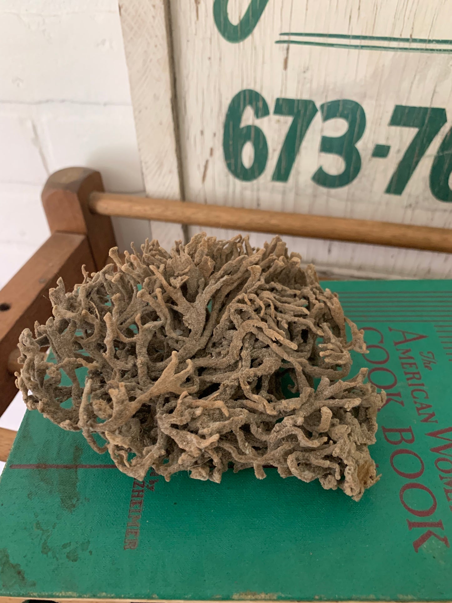 Natural sea sponge