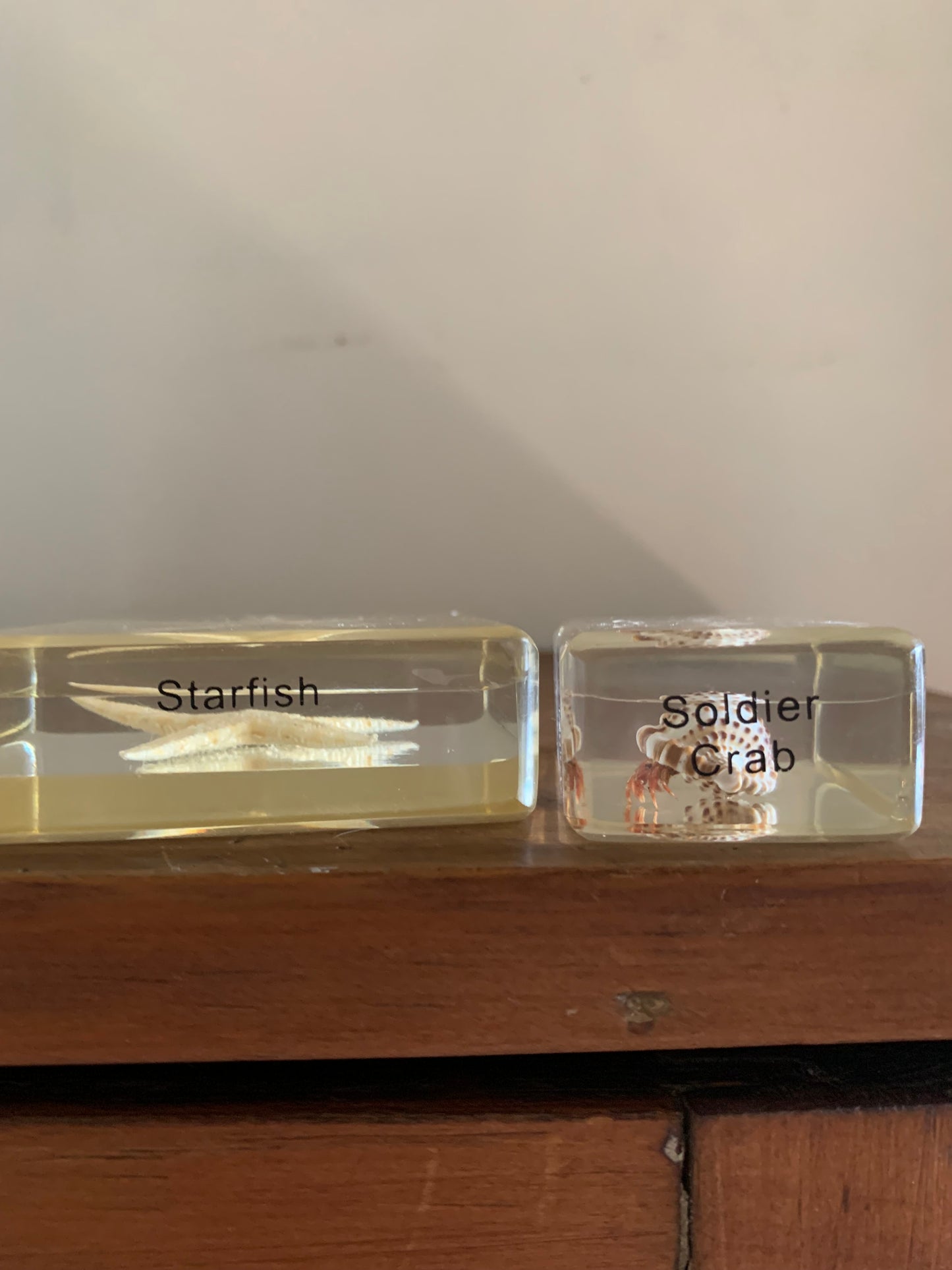 Vintage taxidermy sea specimen in acrylic block
