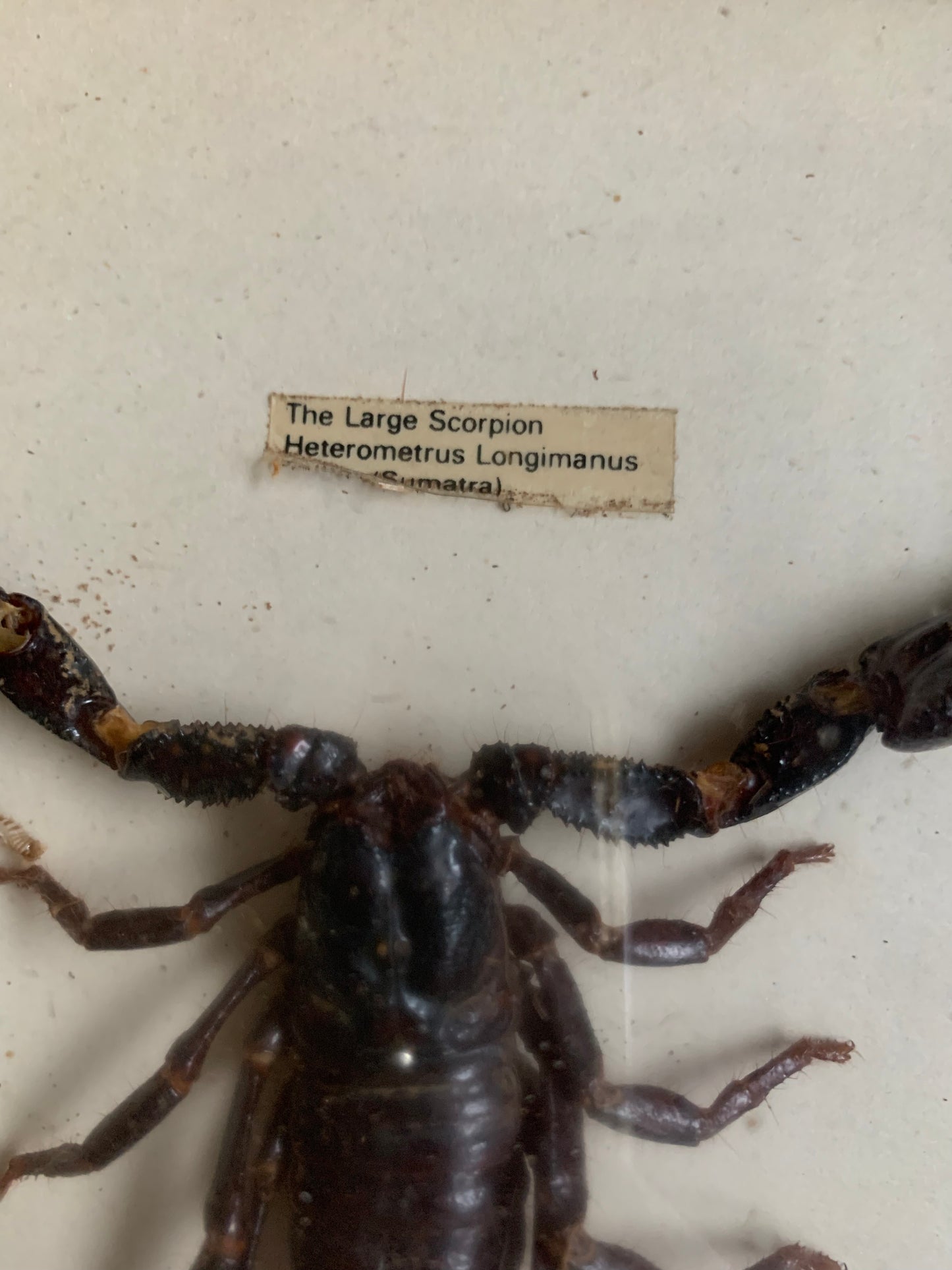 Vintage scorpion taxidermy