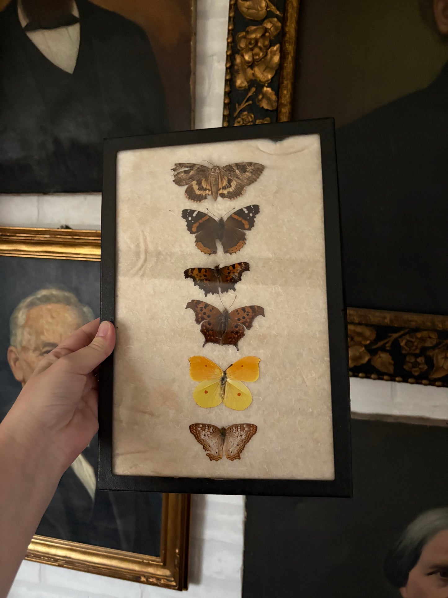 Vintage taxidermy butterfly collection in riker specimen frame