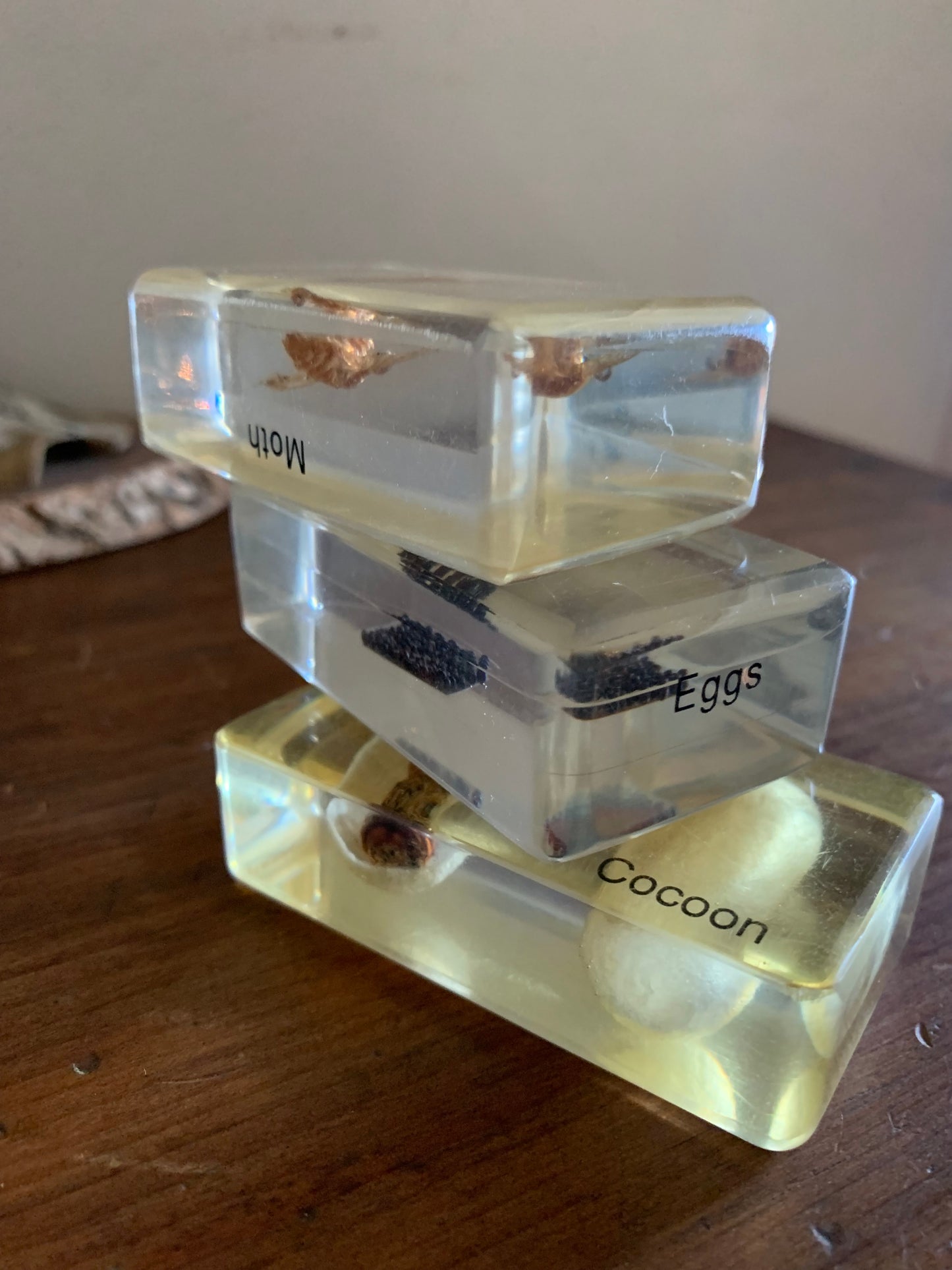 Vintage taxidermy specimen in acrylic block