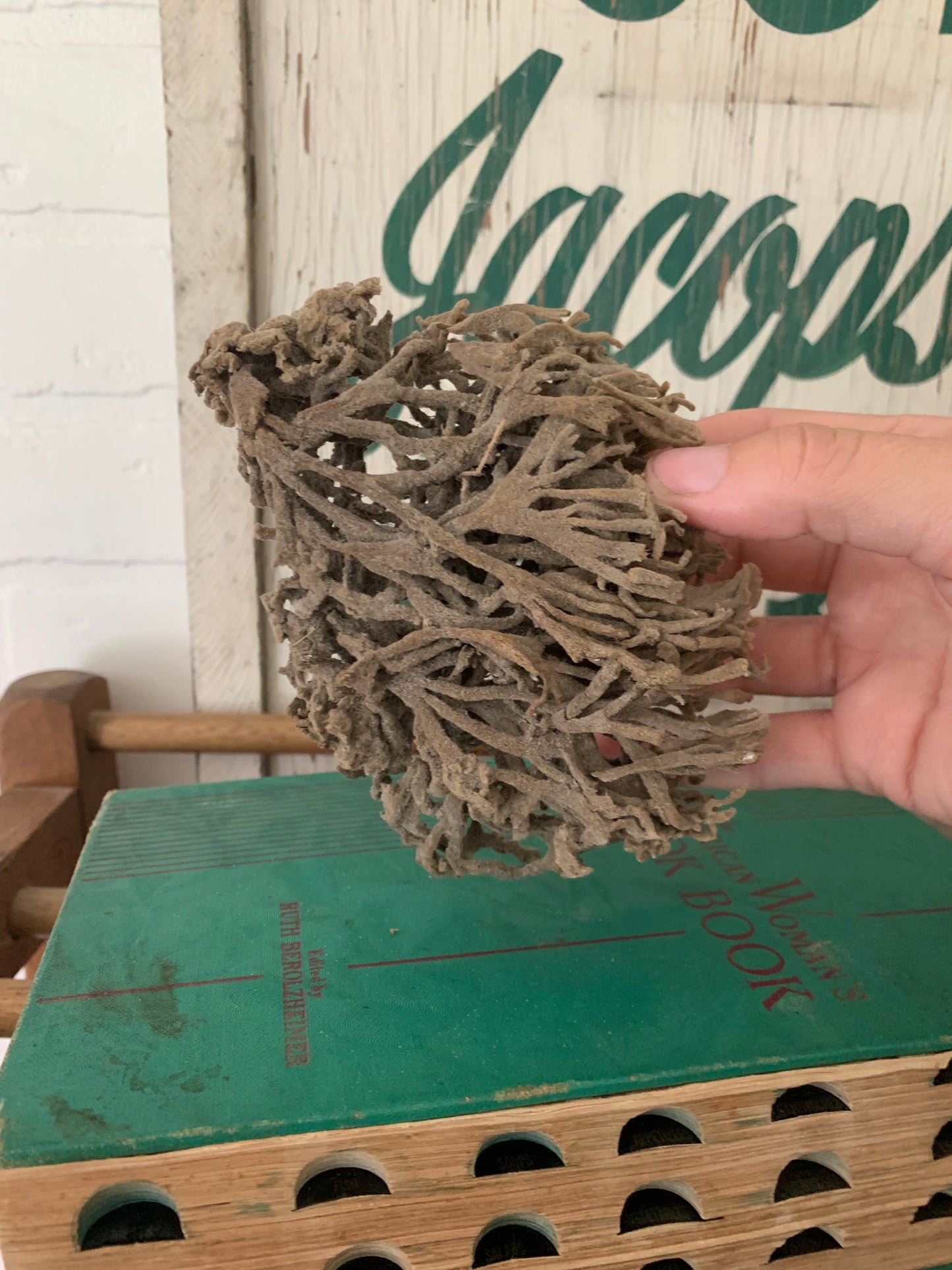 Natural sea sponge