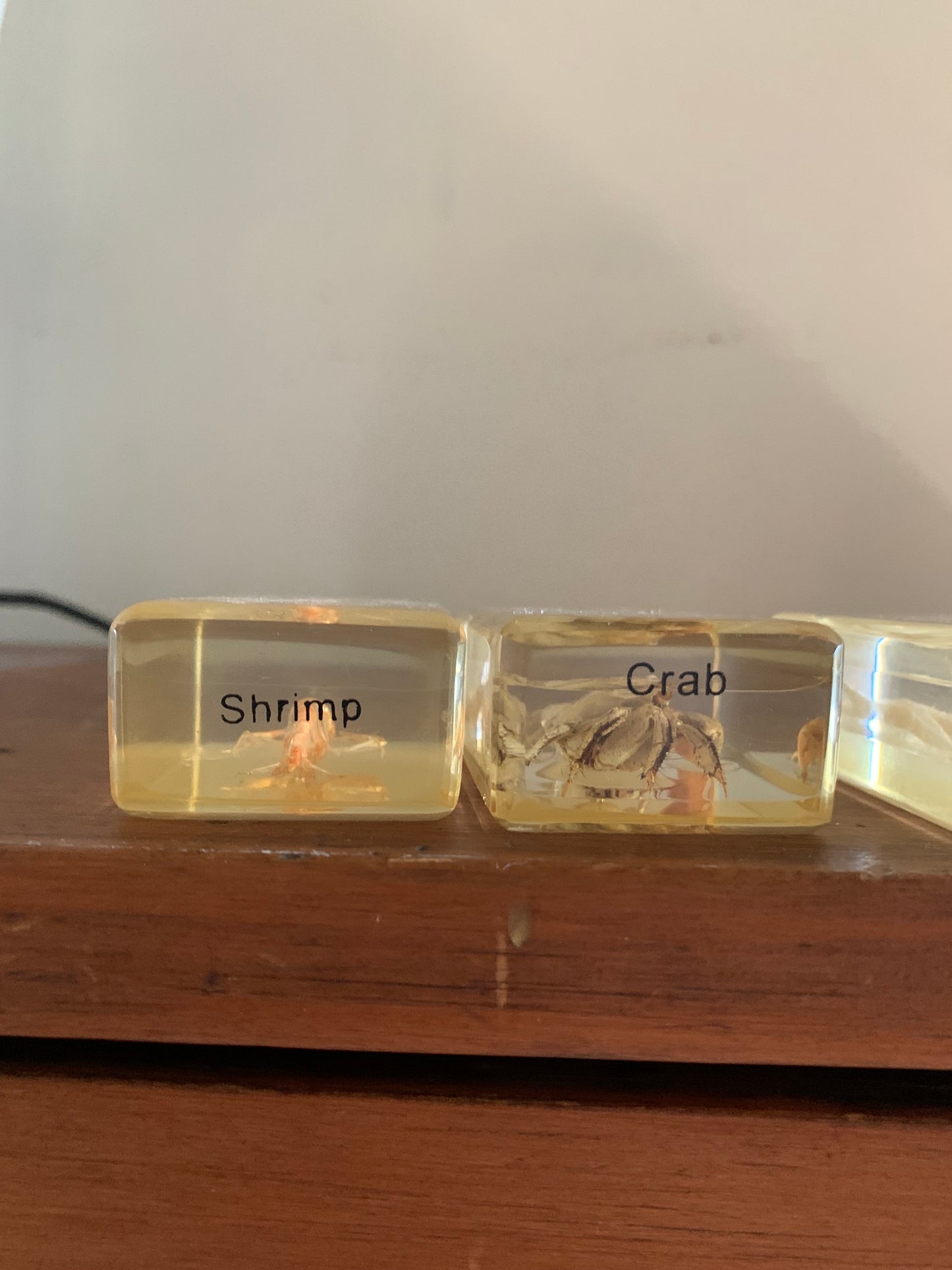 Vintage taxidermy sea specimen in acrylic block