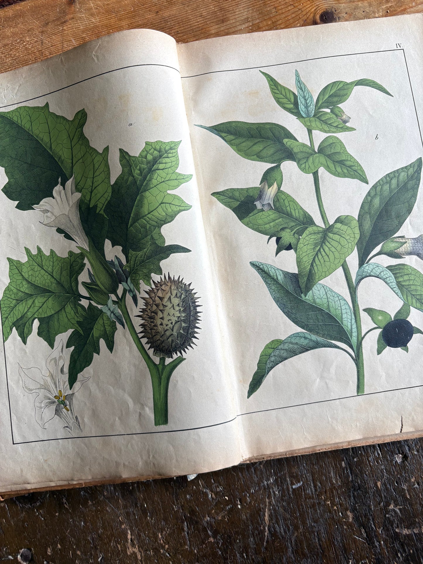 Rare Antique French botanical illustration book with 30 prints