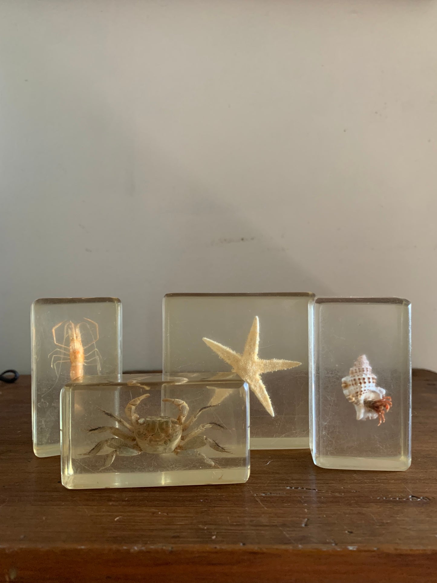 Vintage taxidermy sea specimen in acrylic block