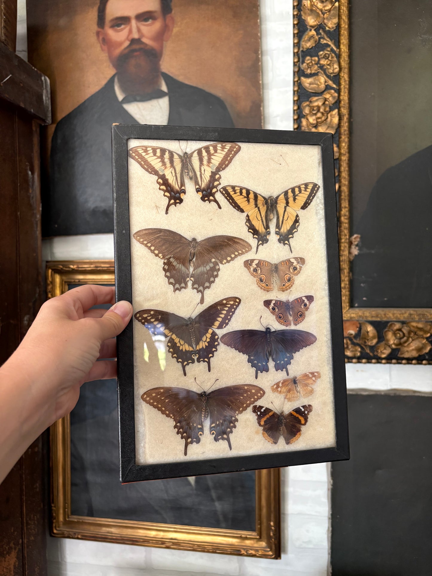 Vintage taxidermy butterfly collection
