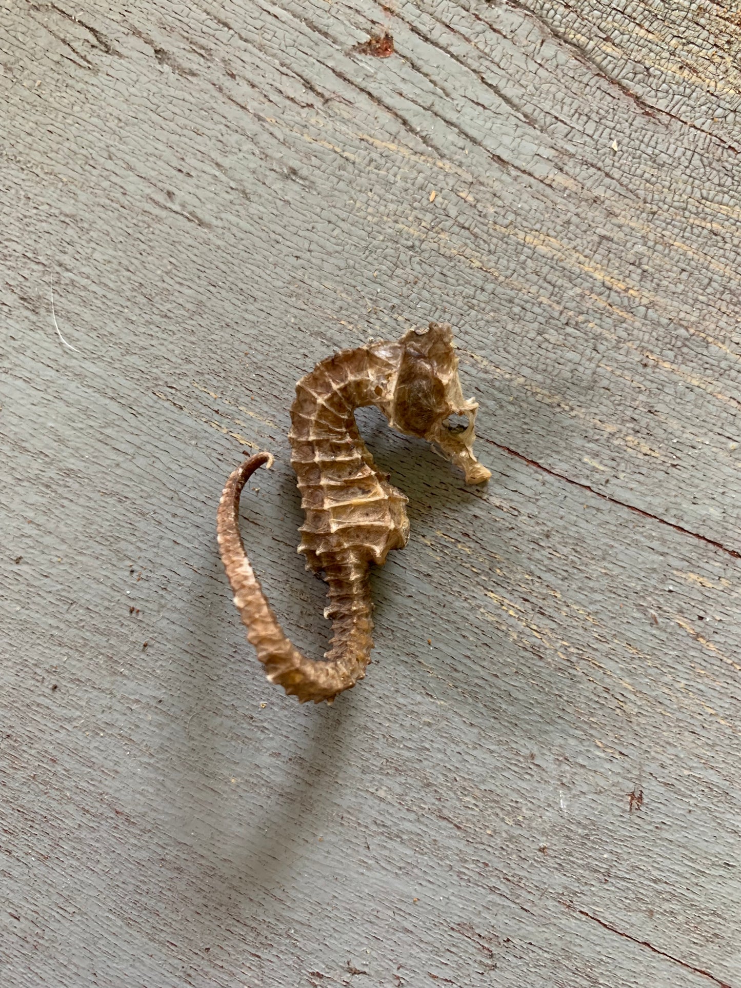 Vintage taxidermy sea horse