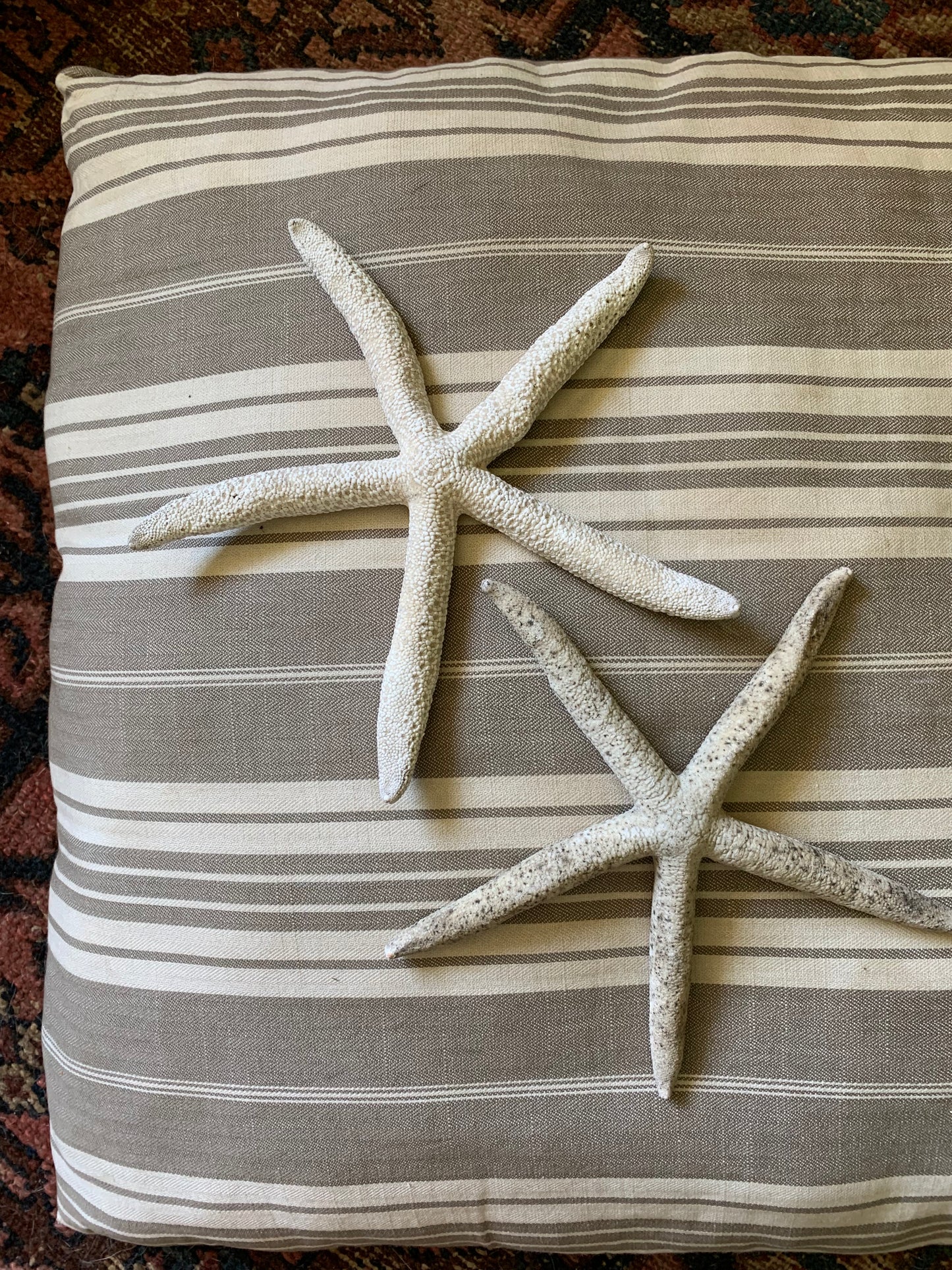 Vintage real starfish