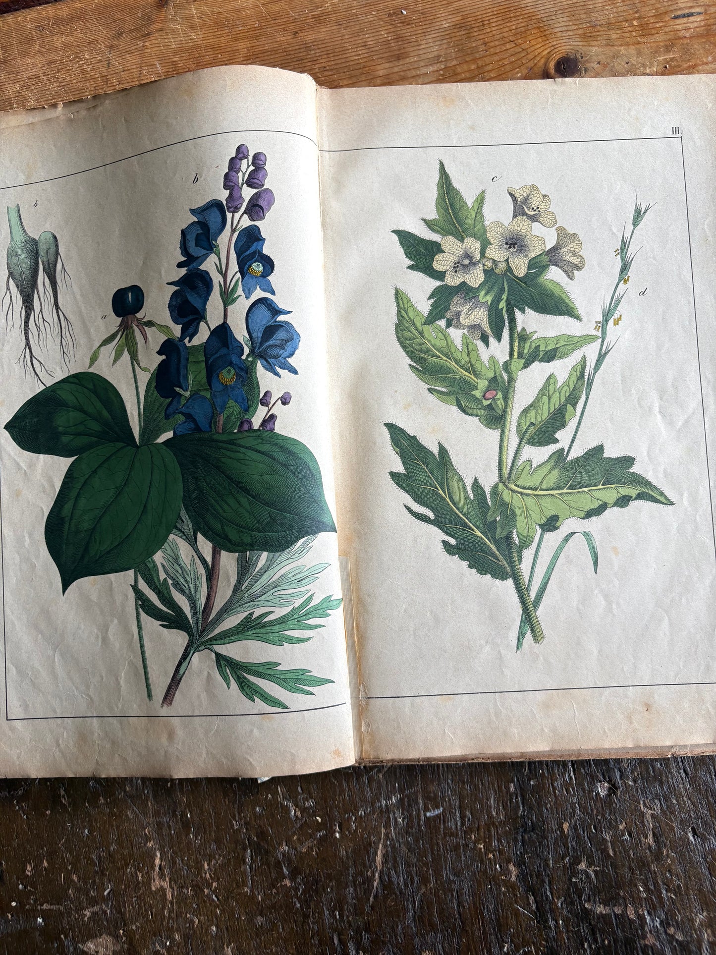 Rare Antique French botanical illustration book with 30 prints