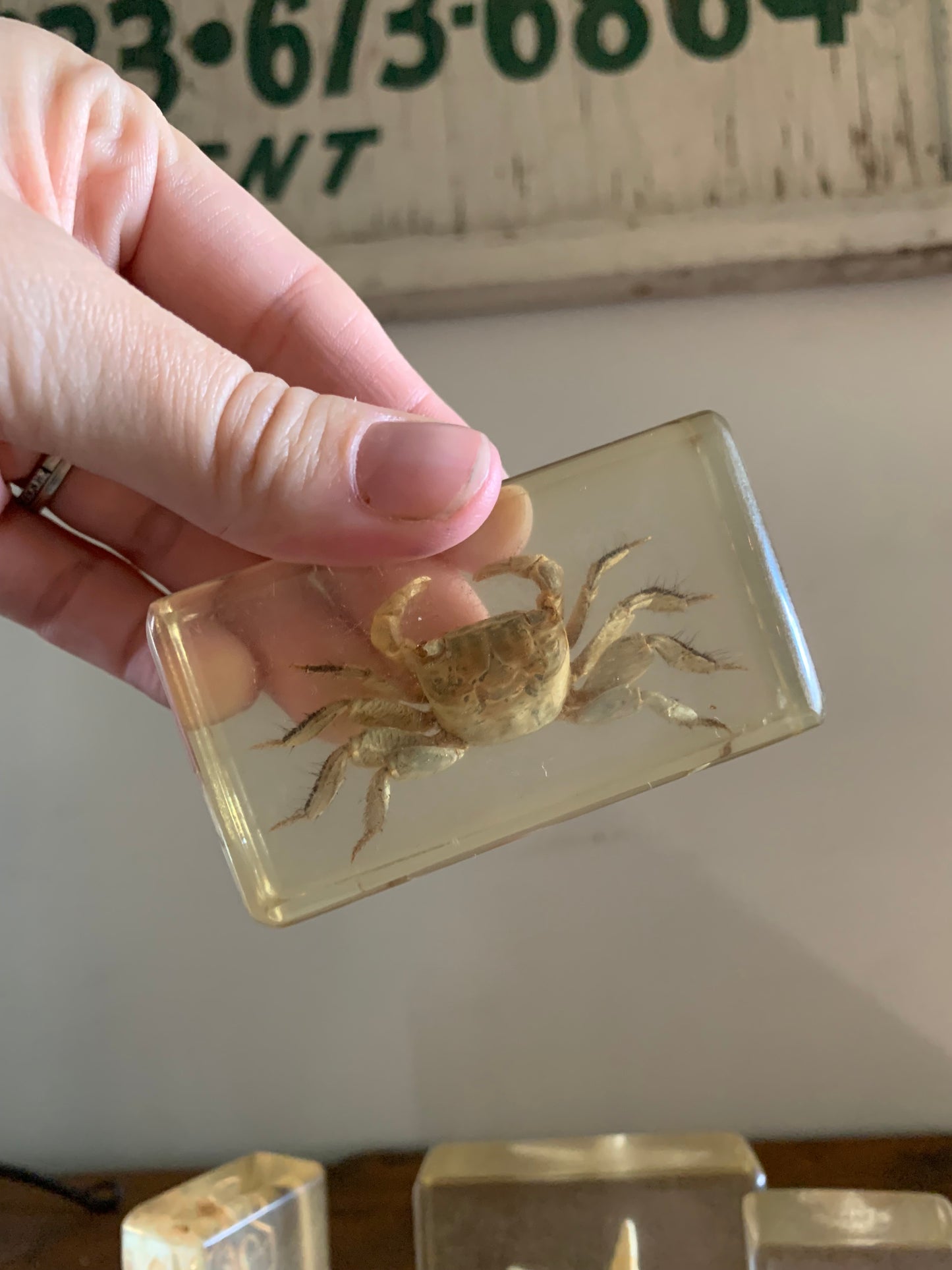 Vintage taxidermy sea specimen in acrylic block