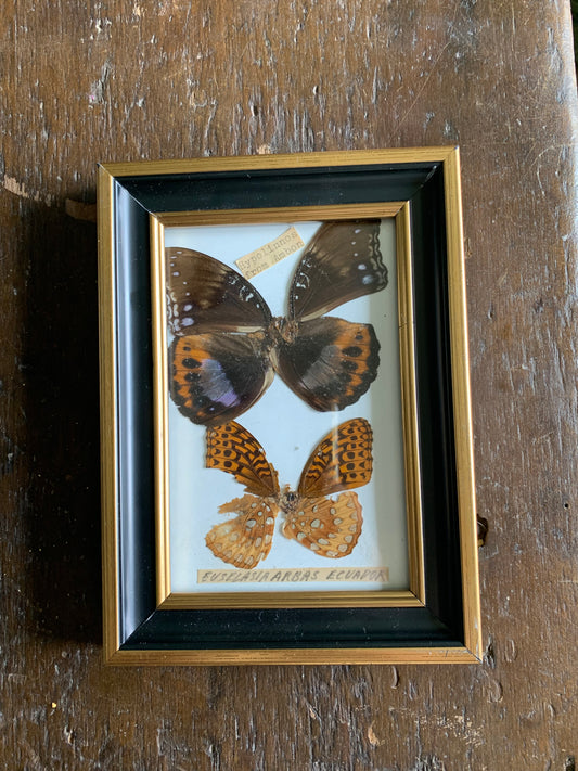 Vintage taxidermy butterflies in frame