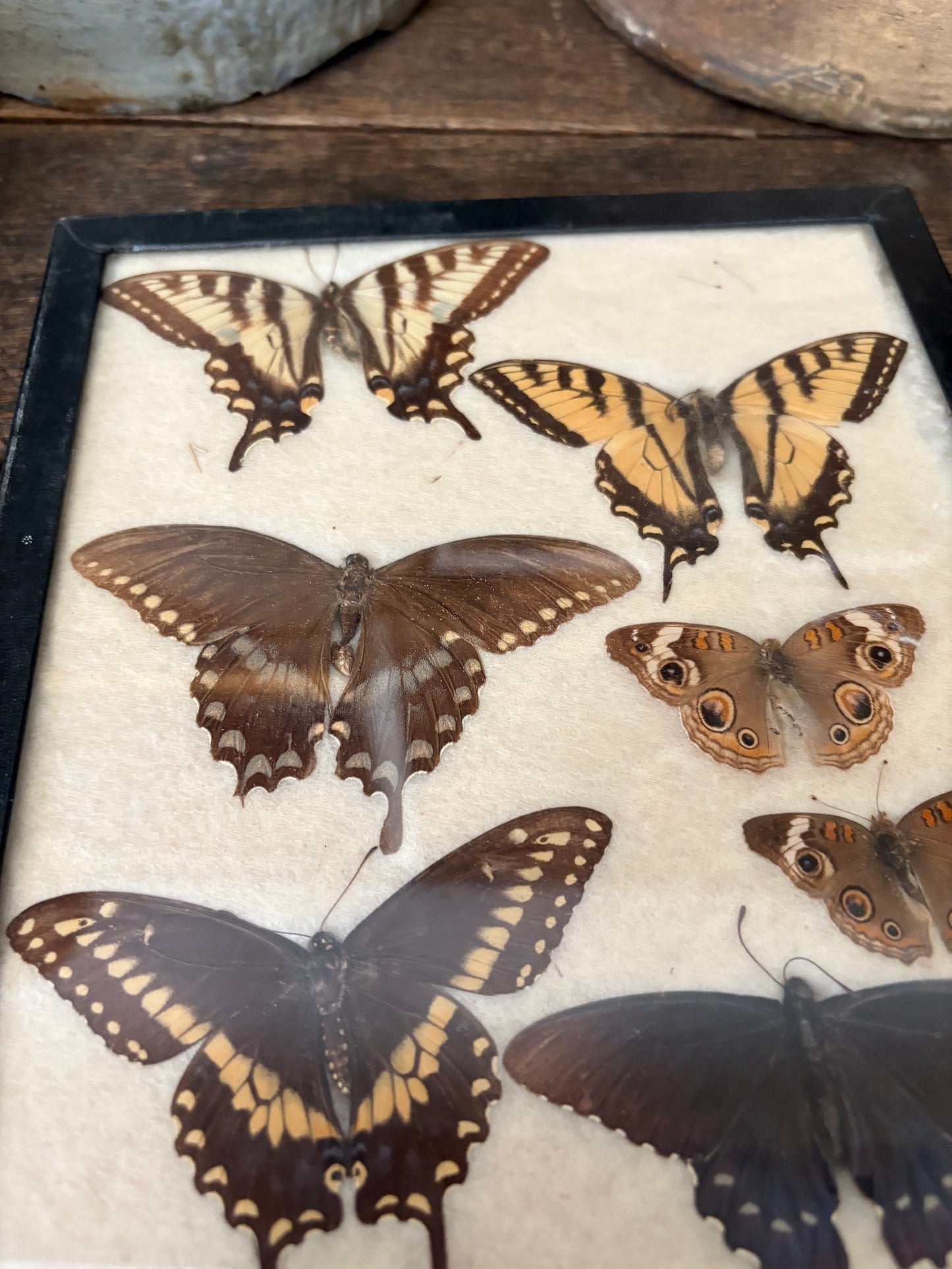 Vintage taxidermy butterfly collection