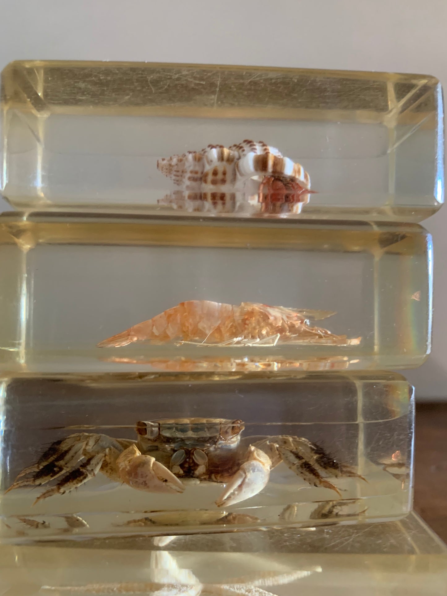 Vintage taxidermy sea specimen in acrylic block