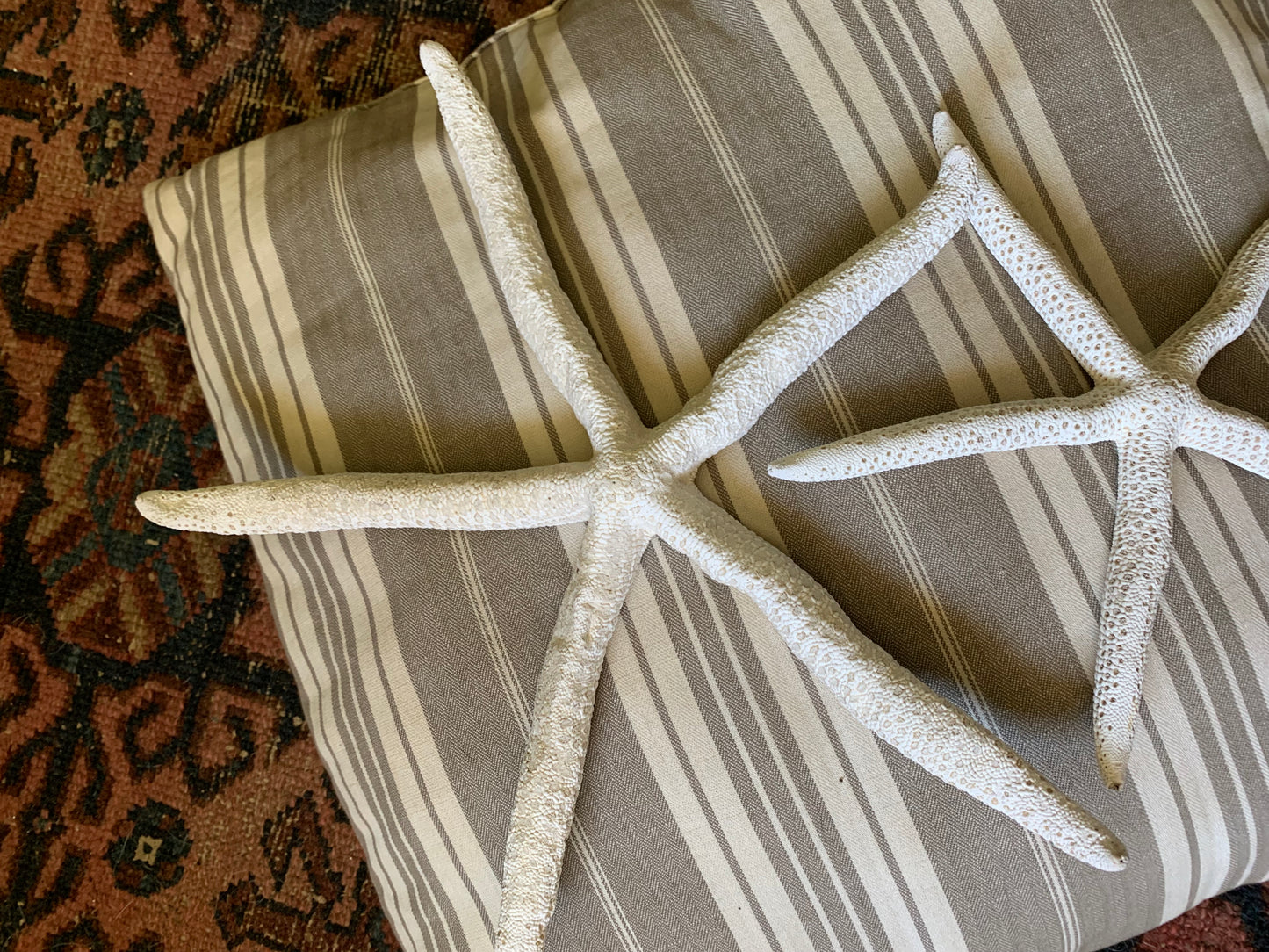 Vintage real starfish