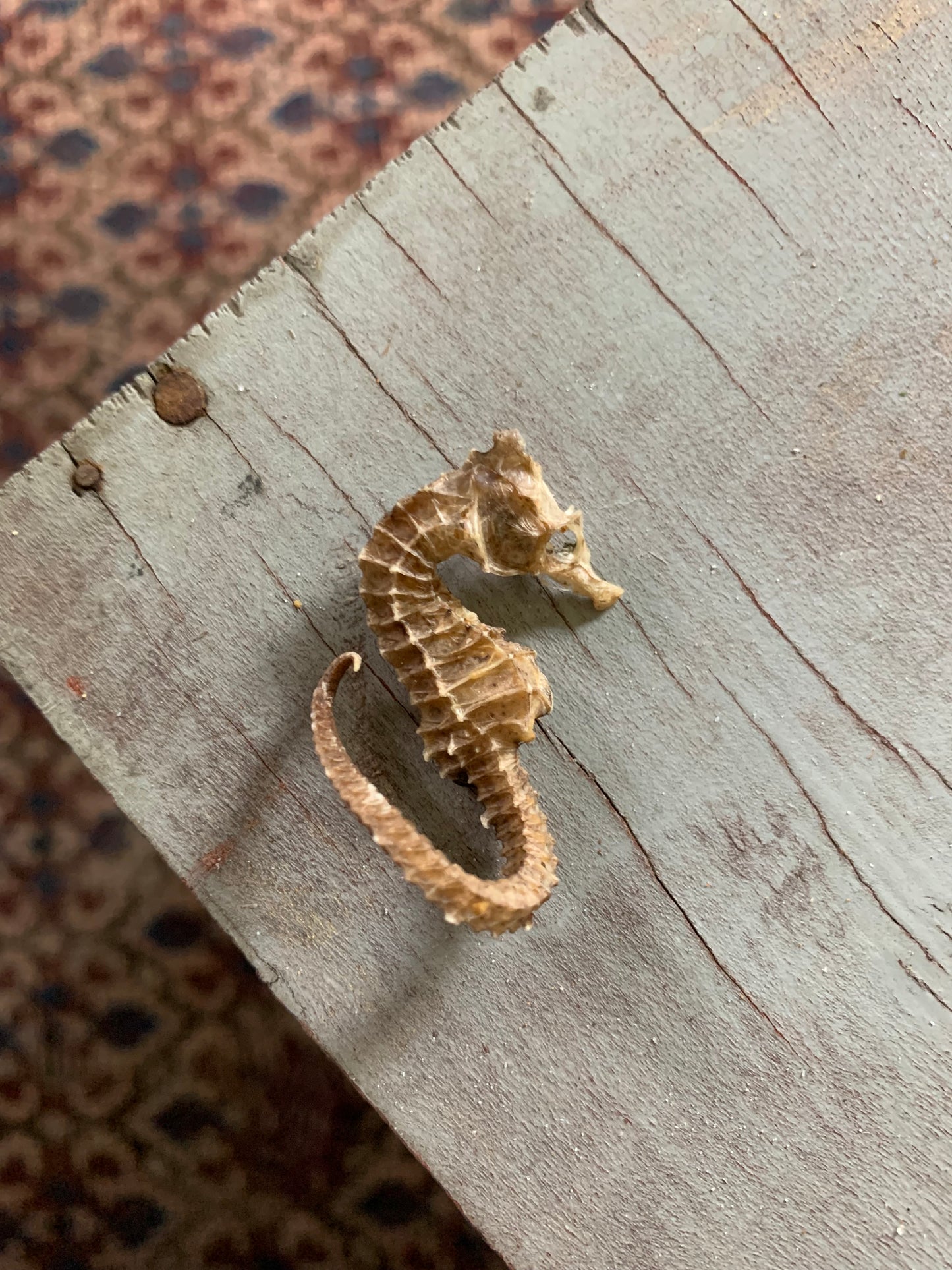 Vintage taxidermy sea horse