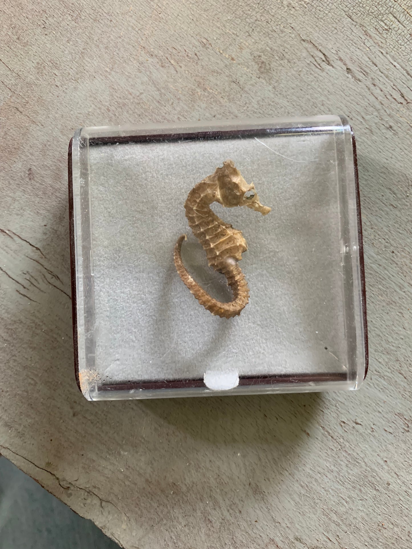 Vintage taxidermy sea horse