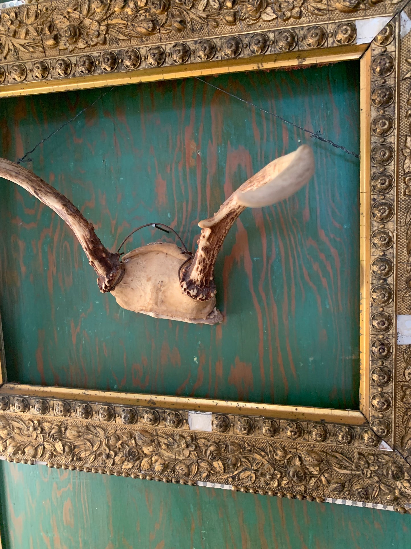Vintage taxidermy antlers
