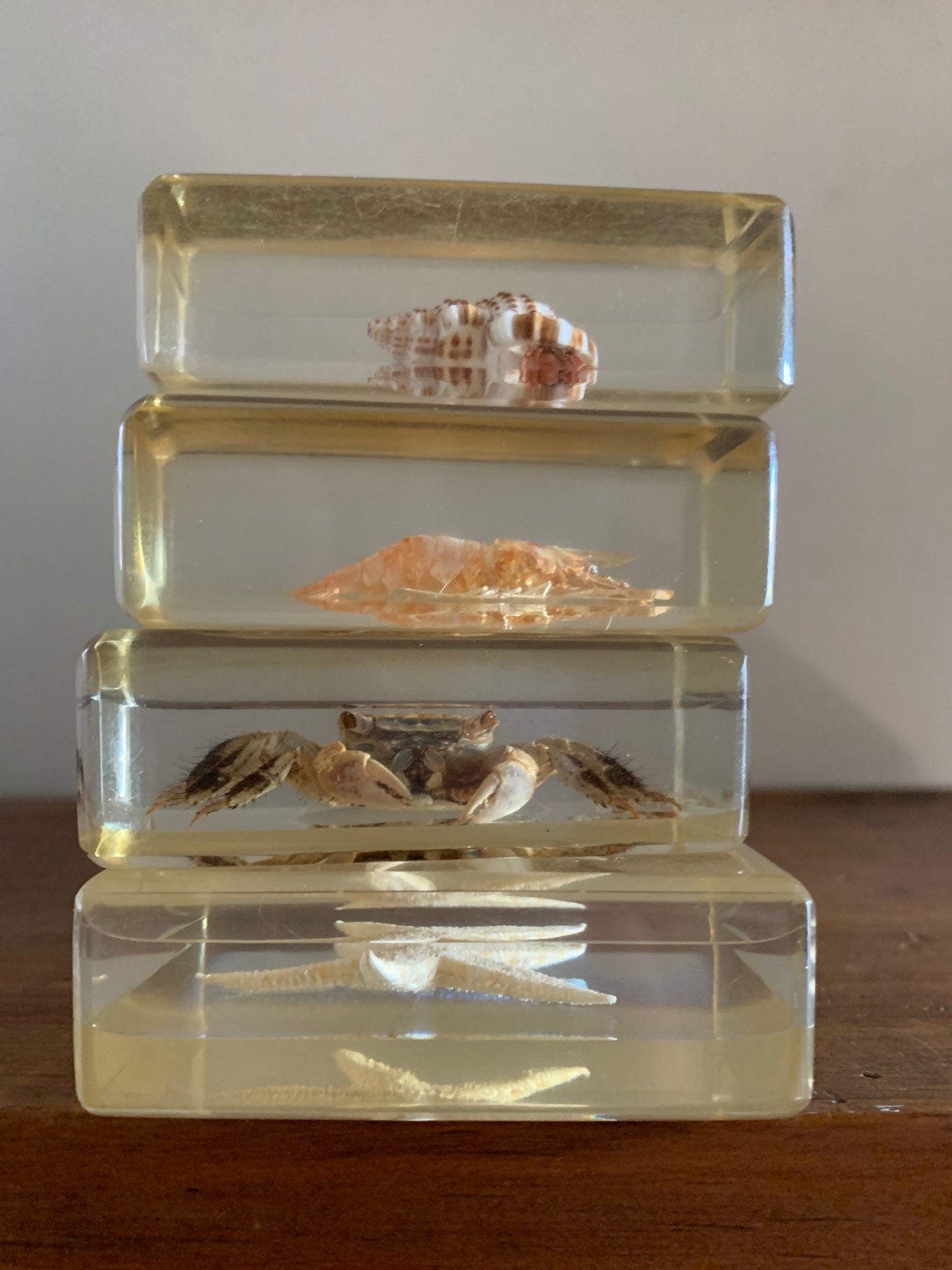 Vintage taxidermy sea specimen in acrylic block