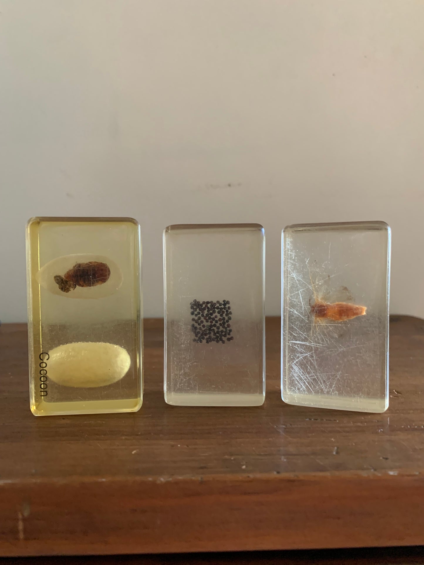 Vintage taxidermy specimen in acrylic block