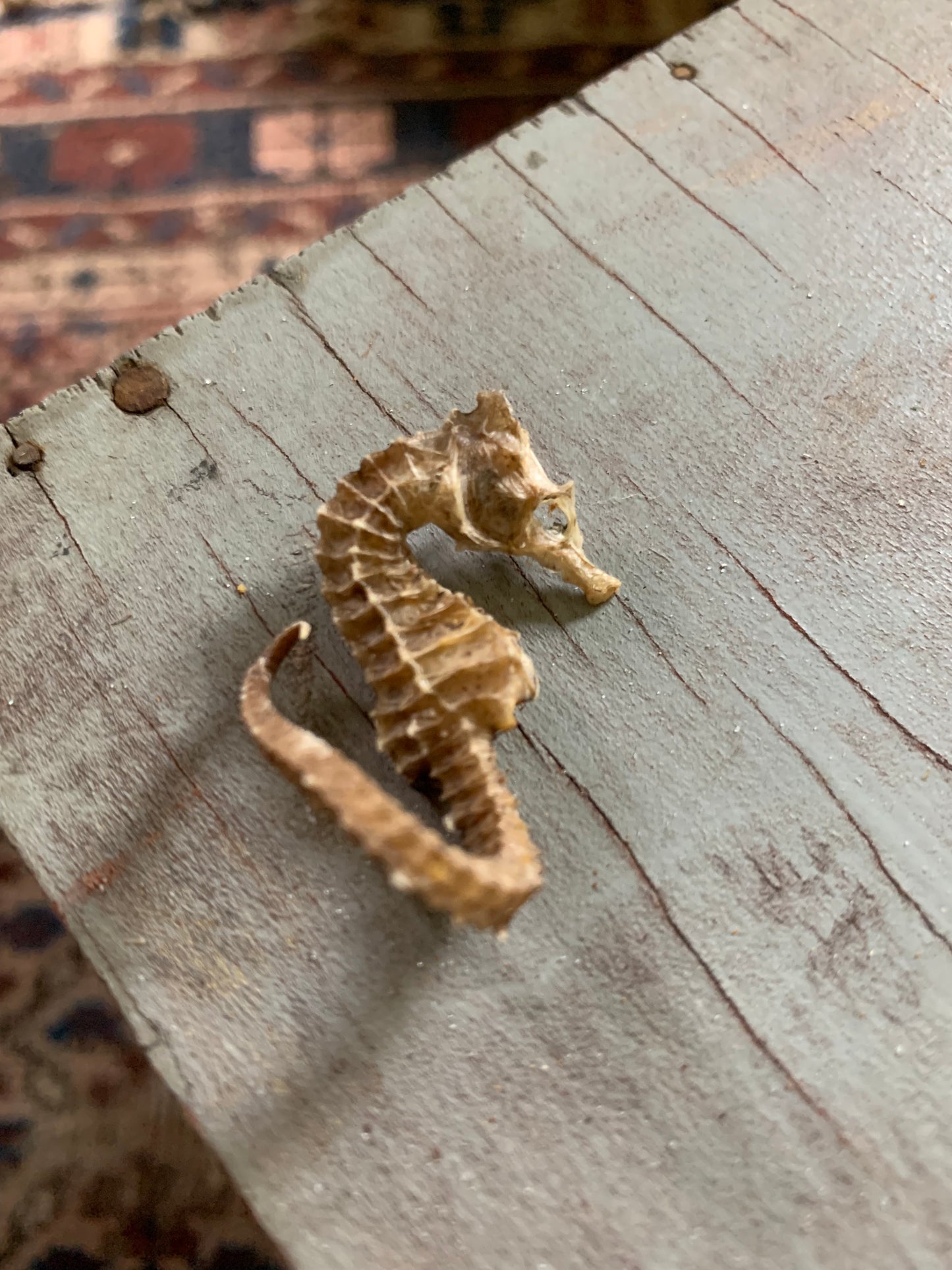Vintage taxidermy sea horse
