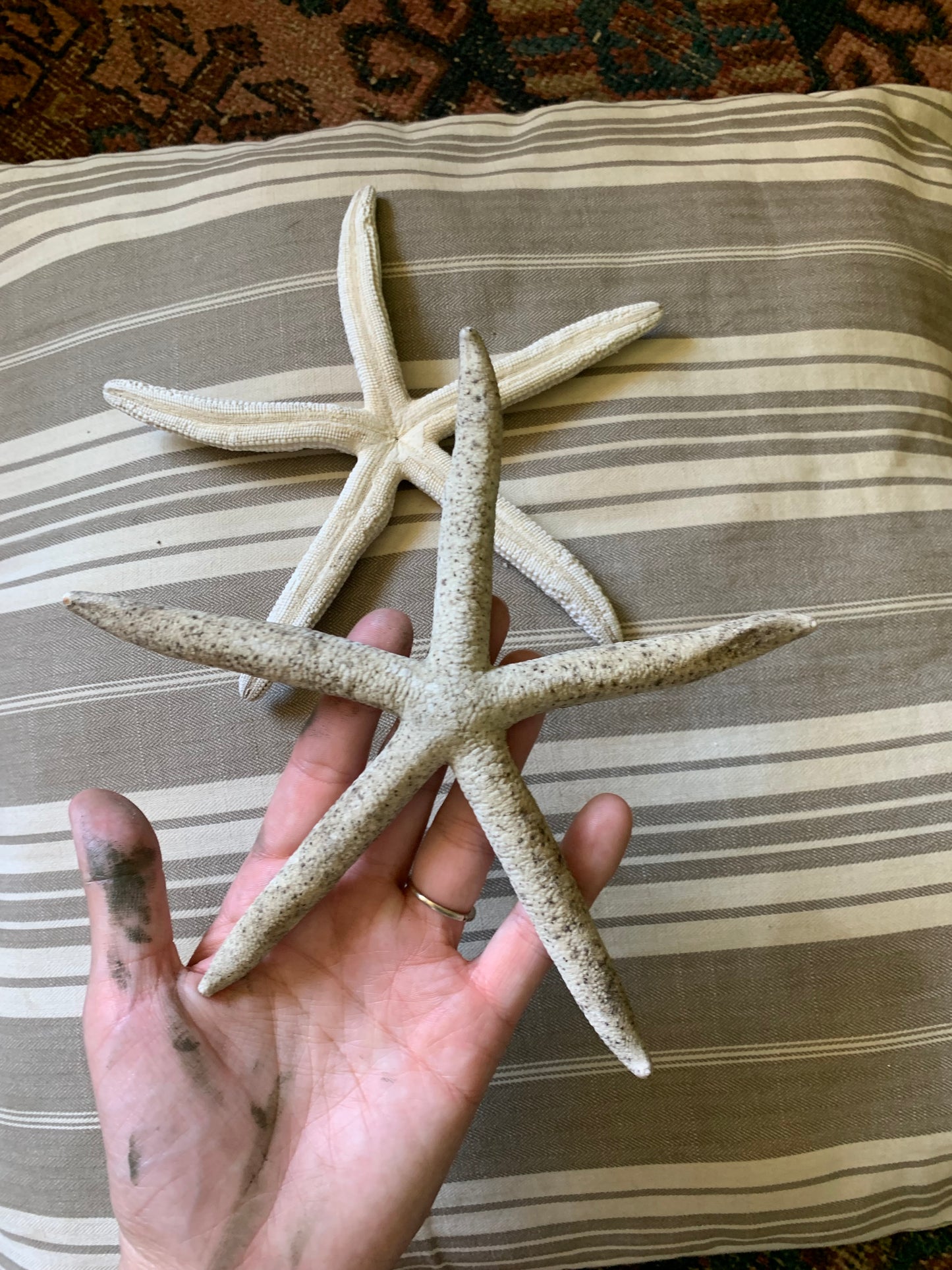 Vintage real starfish