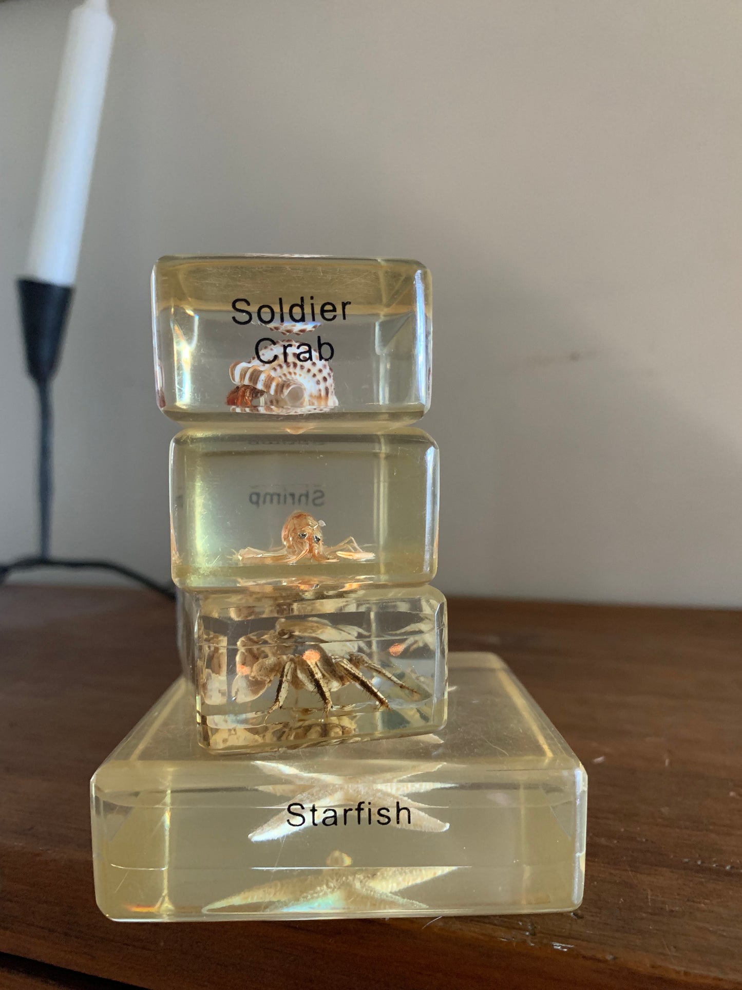 Vintage taxidermy sea specimen in acrylic block