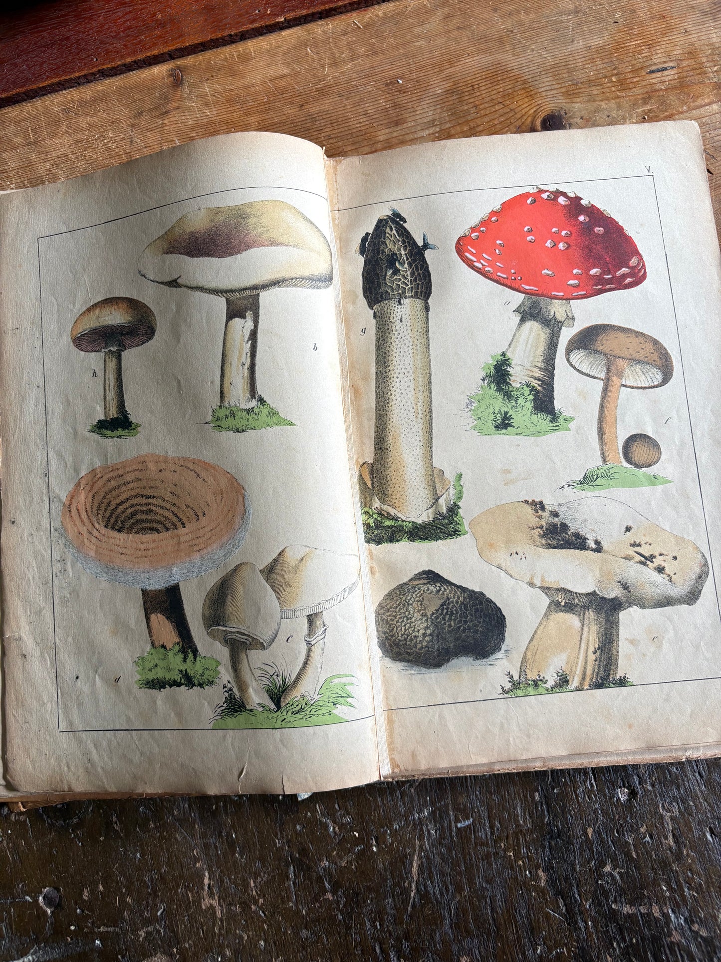 Rare Antique French botanical illustration book with 30 prints