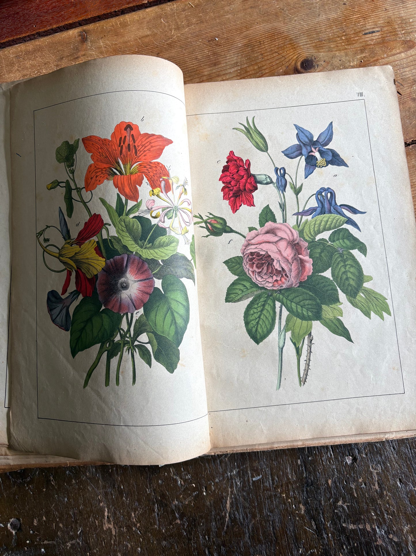 Rare Antique French botanical illustration book with 30 prints
