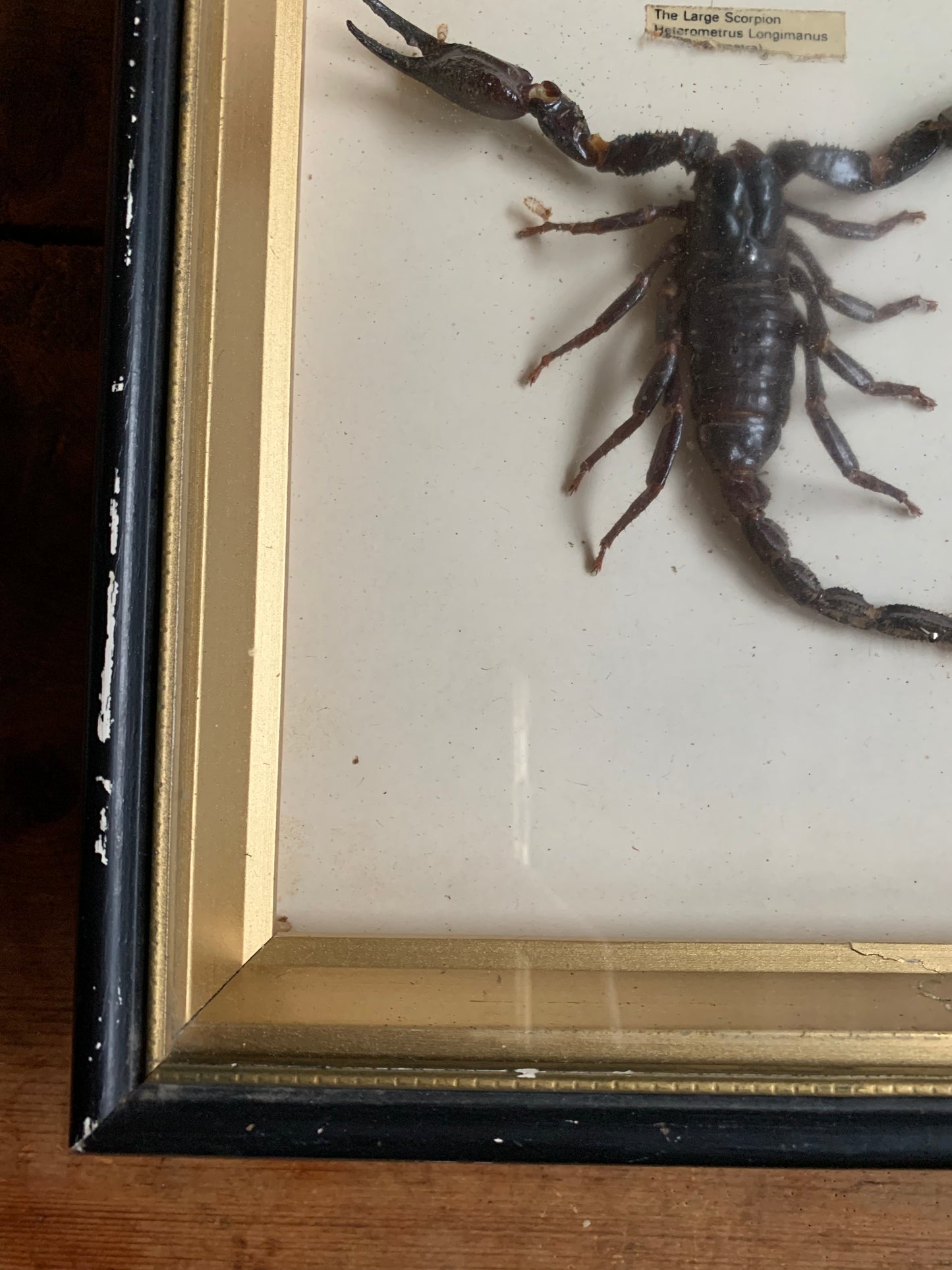 Vintage scorpion taxidermy