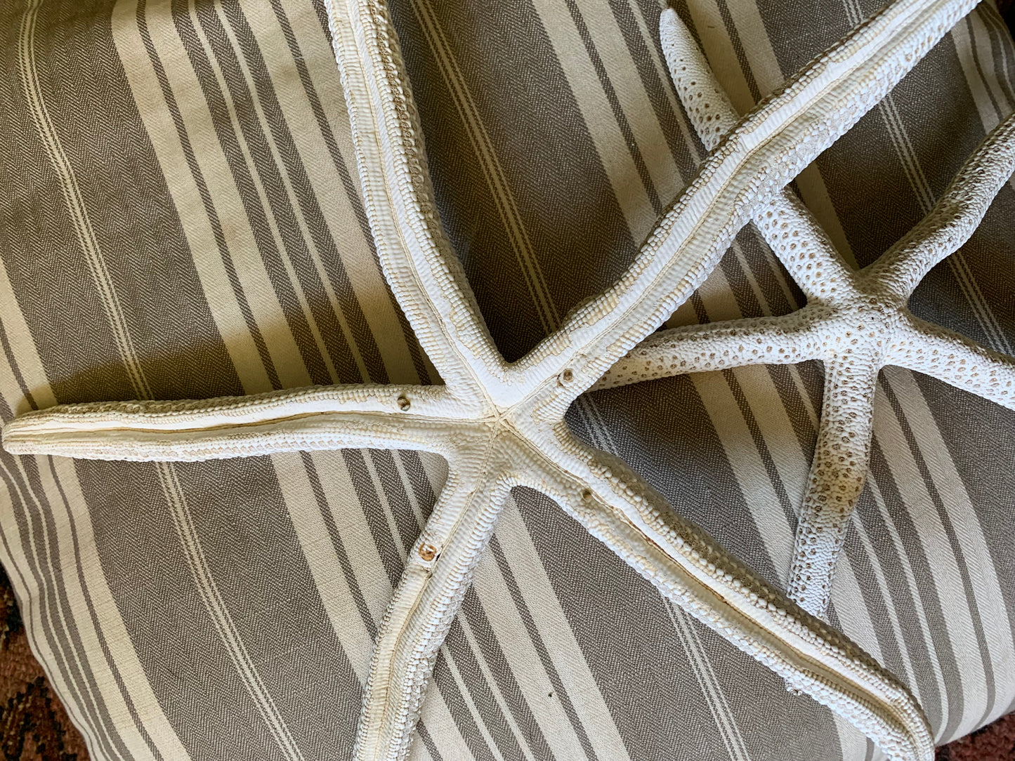 Vintage real starfish