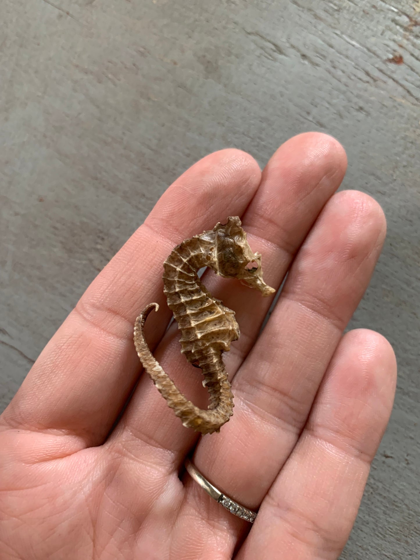 Vintage taxidermy sea horse